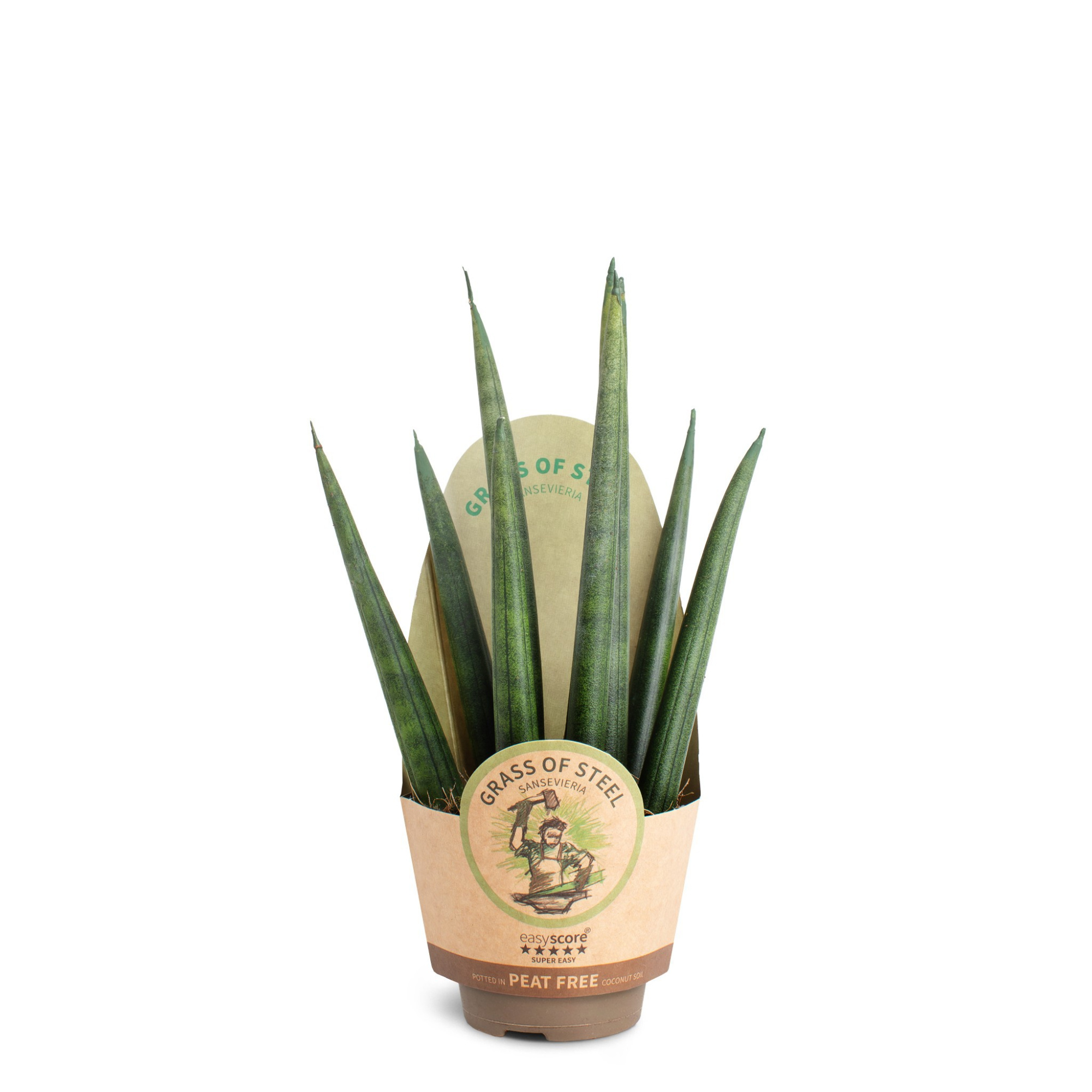 Sansevieria cylindrica Rocket, D 6