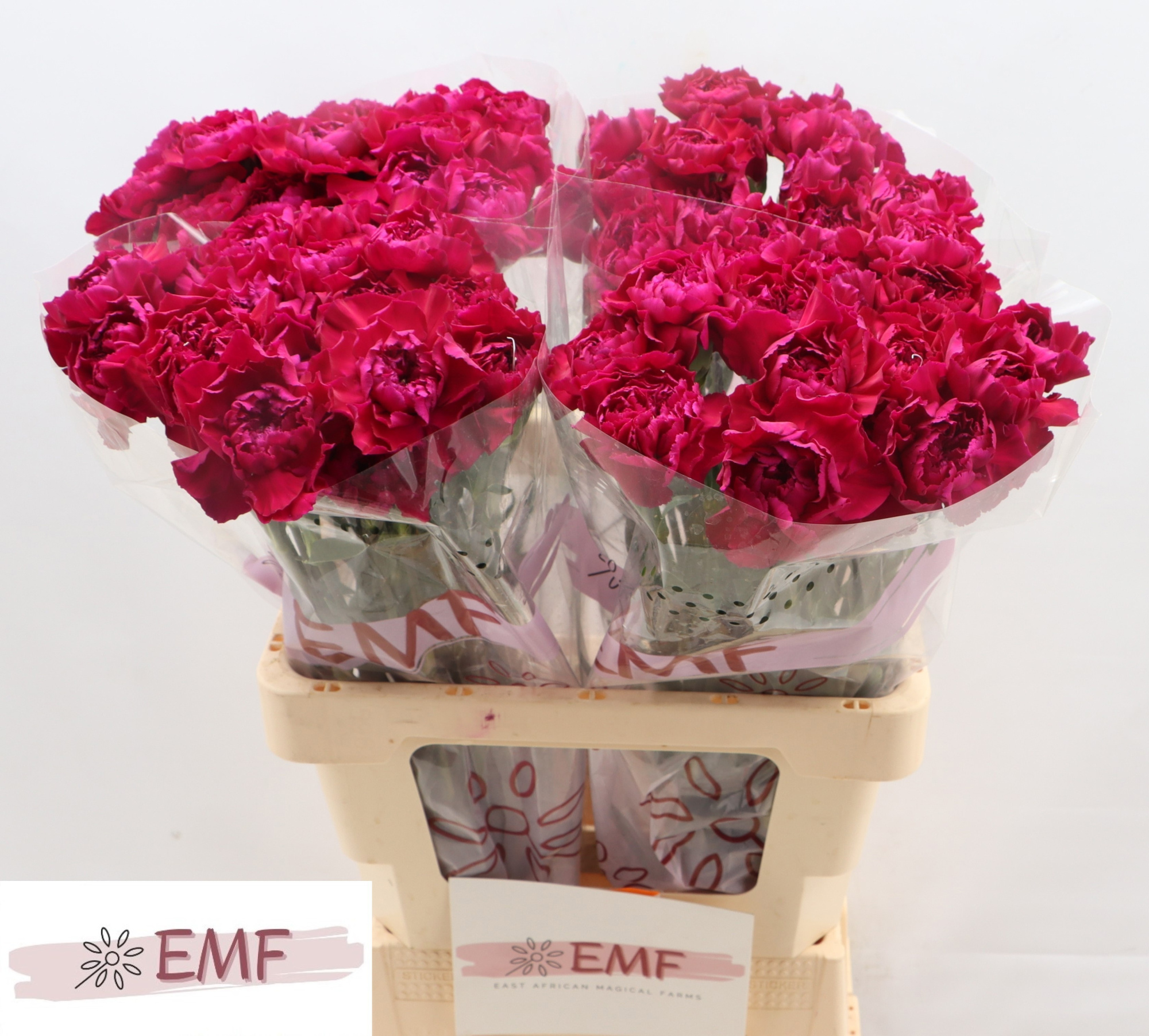 Диантус од. Зафиро, шт.