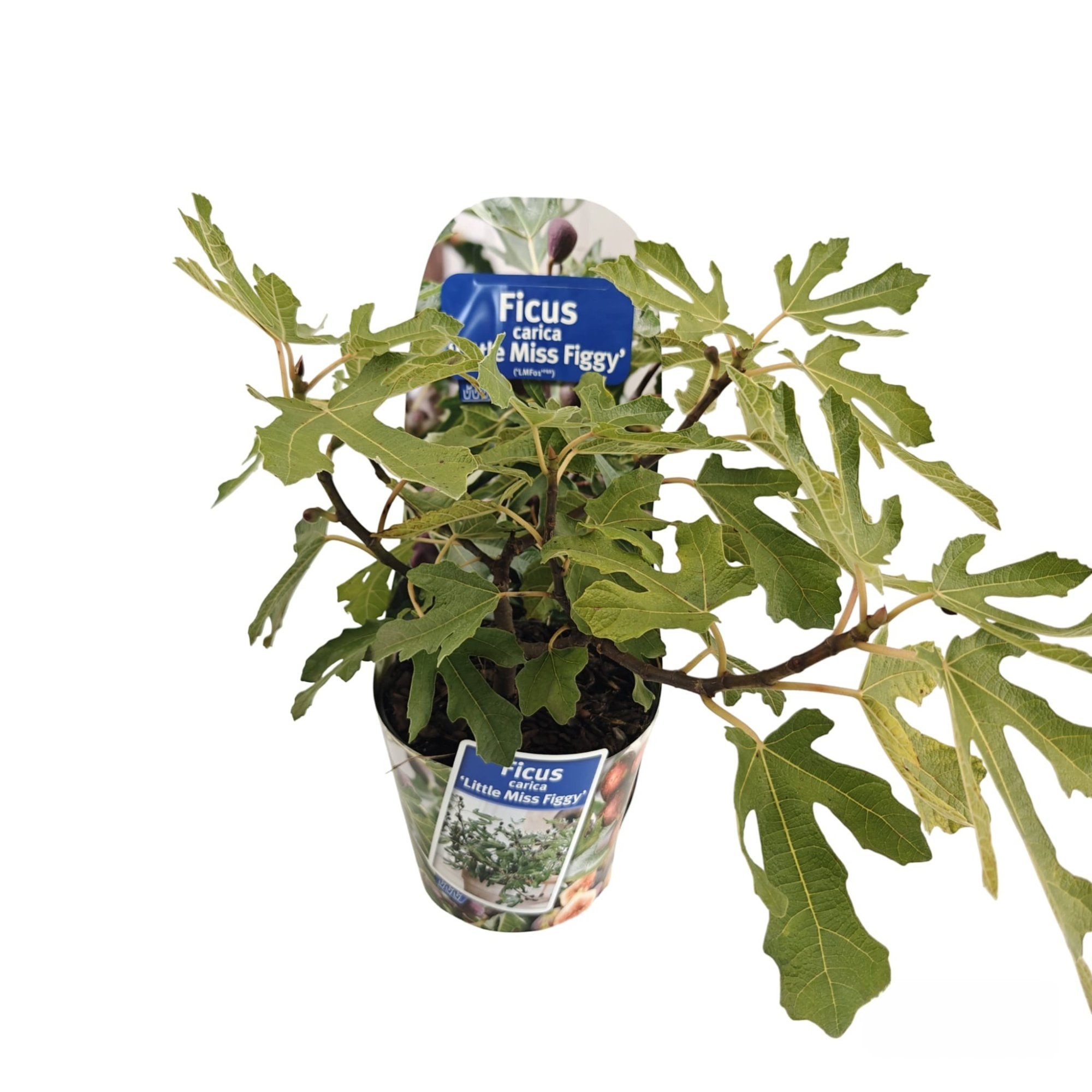 Ficus carica Little Miss Figgy ('LMF01'PBR) (in potcover), D 17 cm