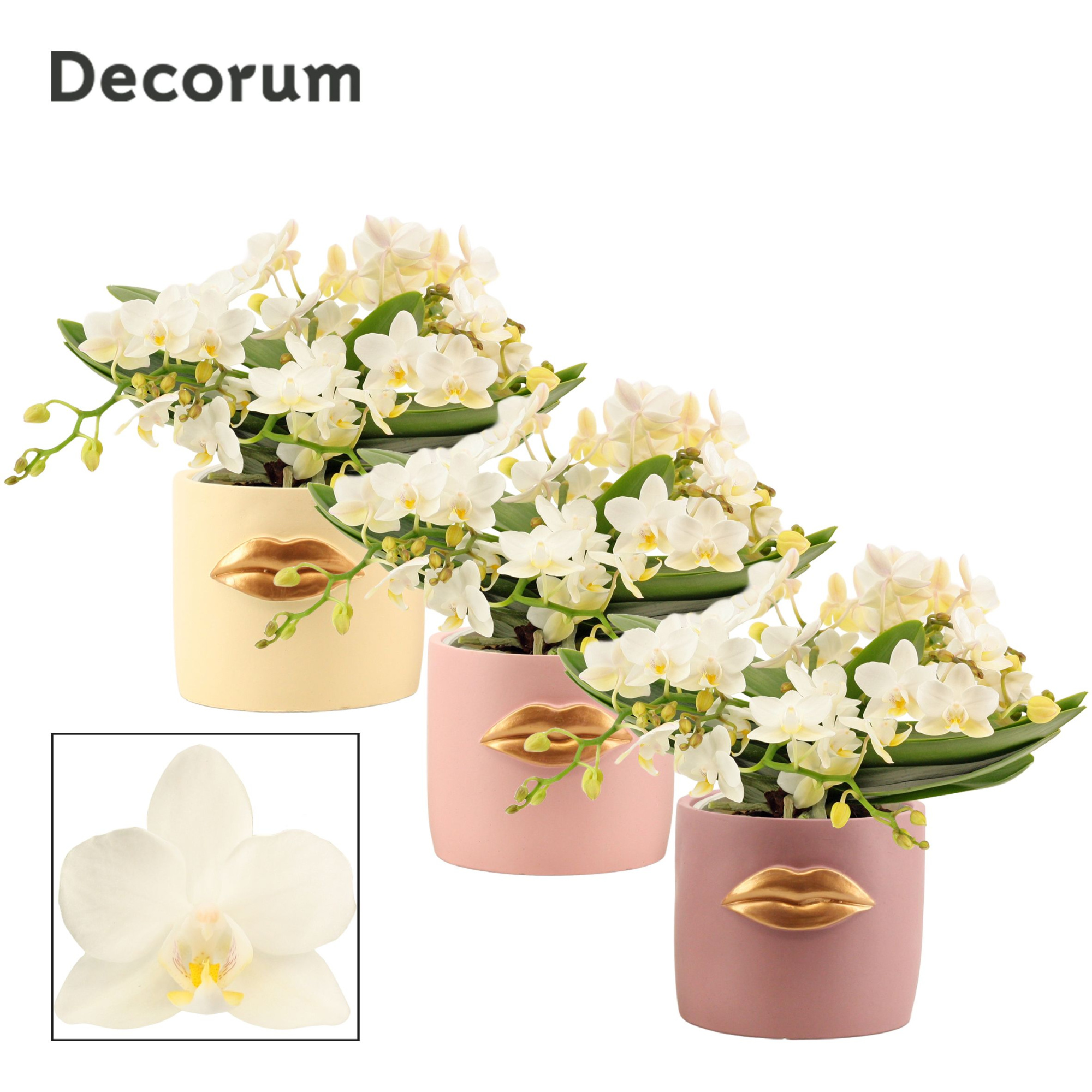 Phalaenopsis table Whitney 4+ tak in Lovely (Luxury world-collec, D 12