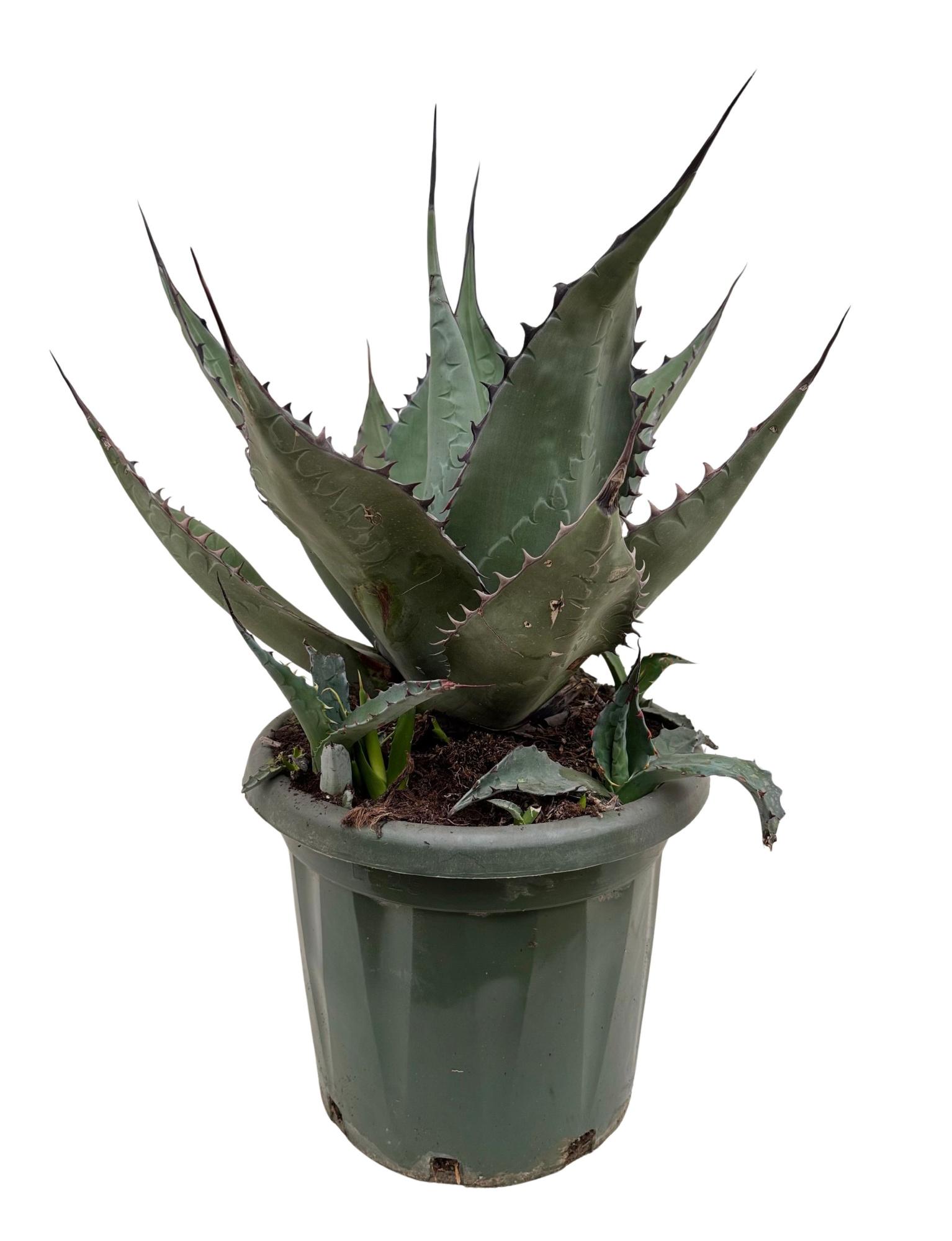 Agave havardiana P35, D 35 cm