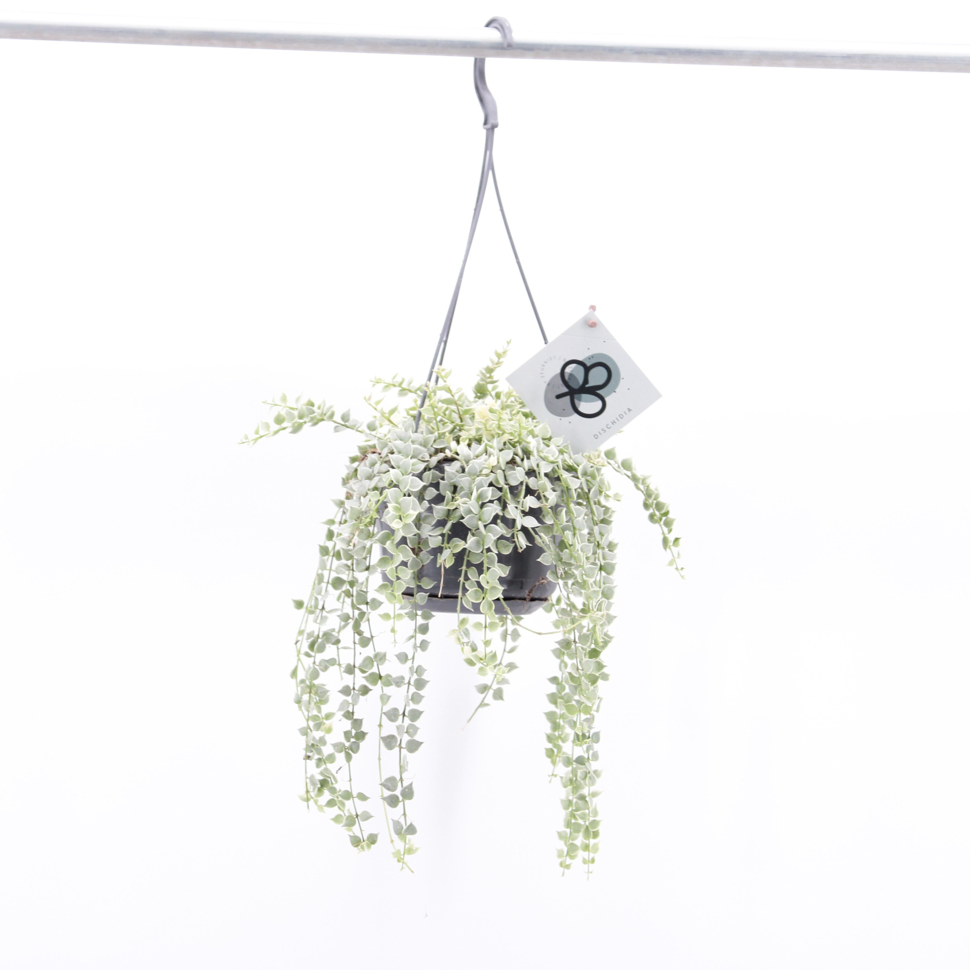 Dischidia Ruscifolia Variegata, D 14 cm