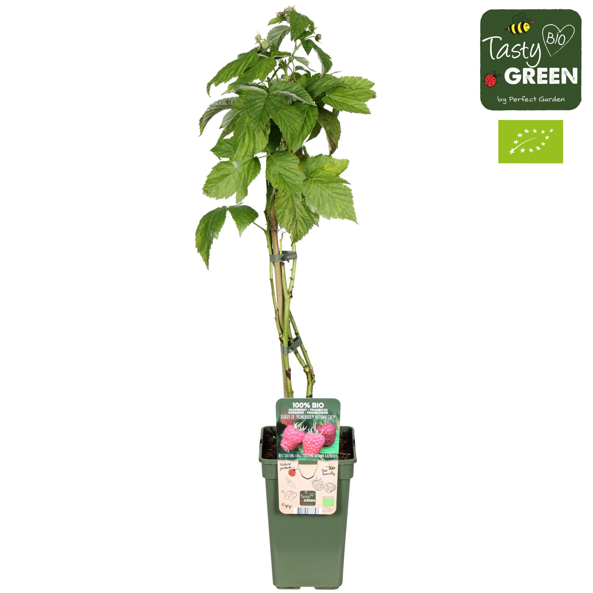 Rubus idaeus 'Autumn Chef'® Bio P19, D 19 cm