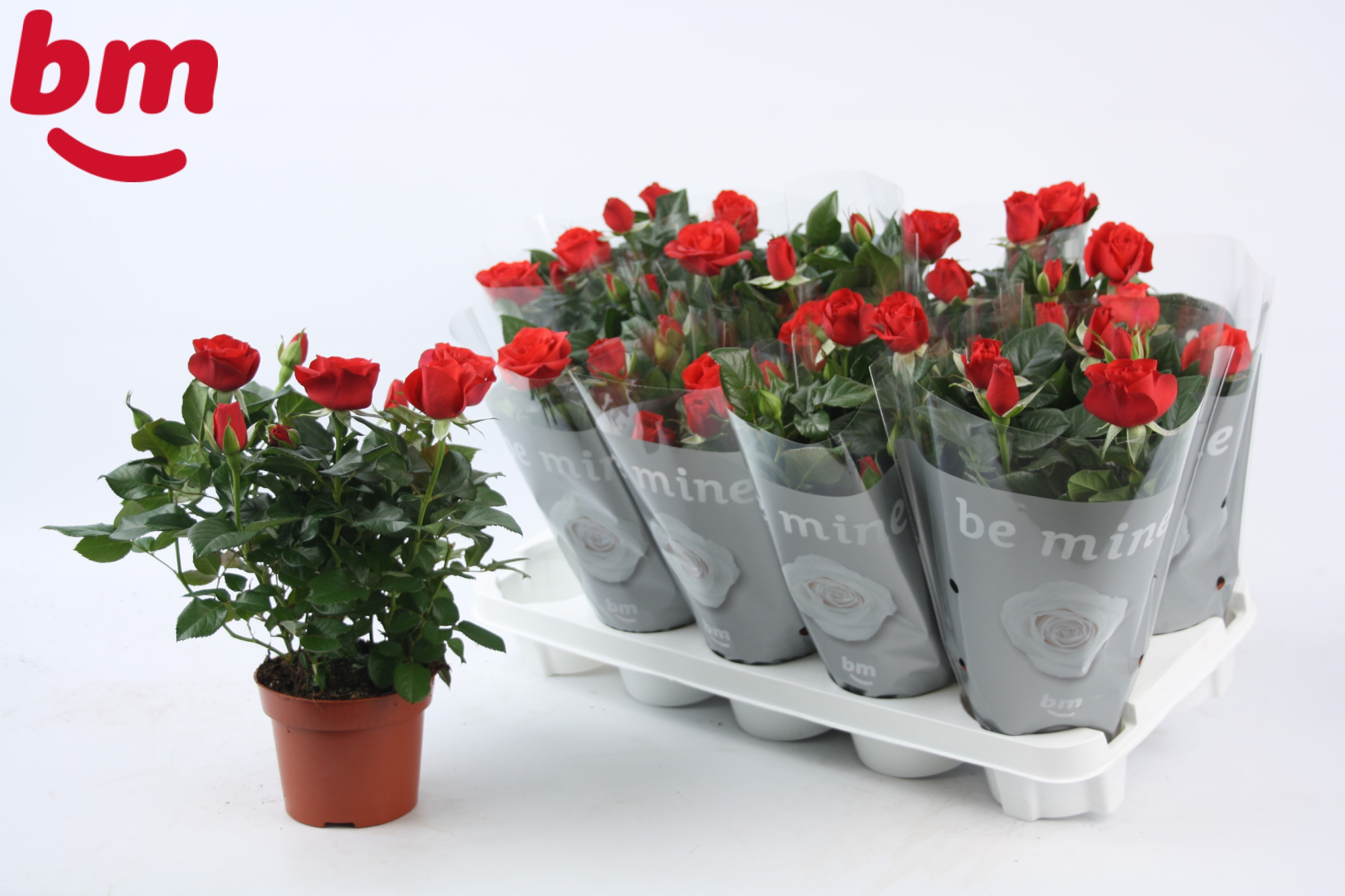 Rosa Red Beau Monde (12 cm), D 12