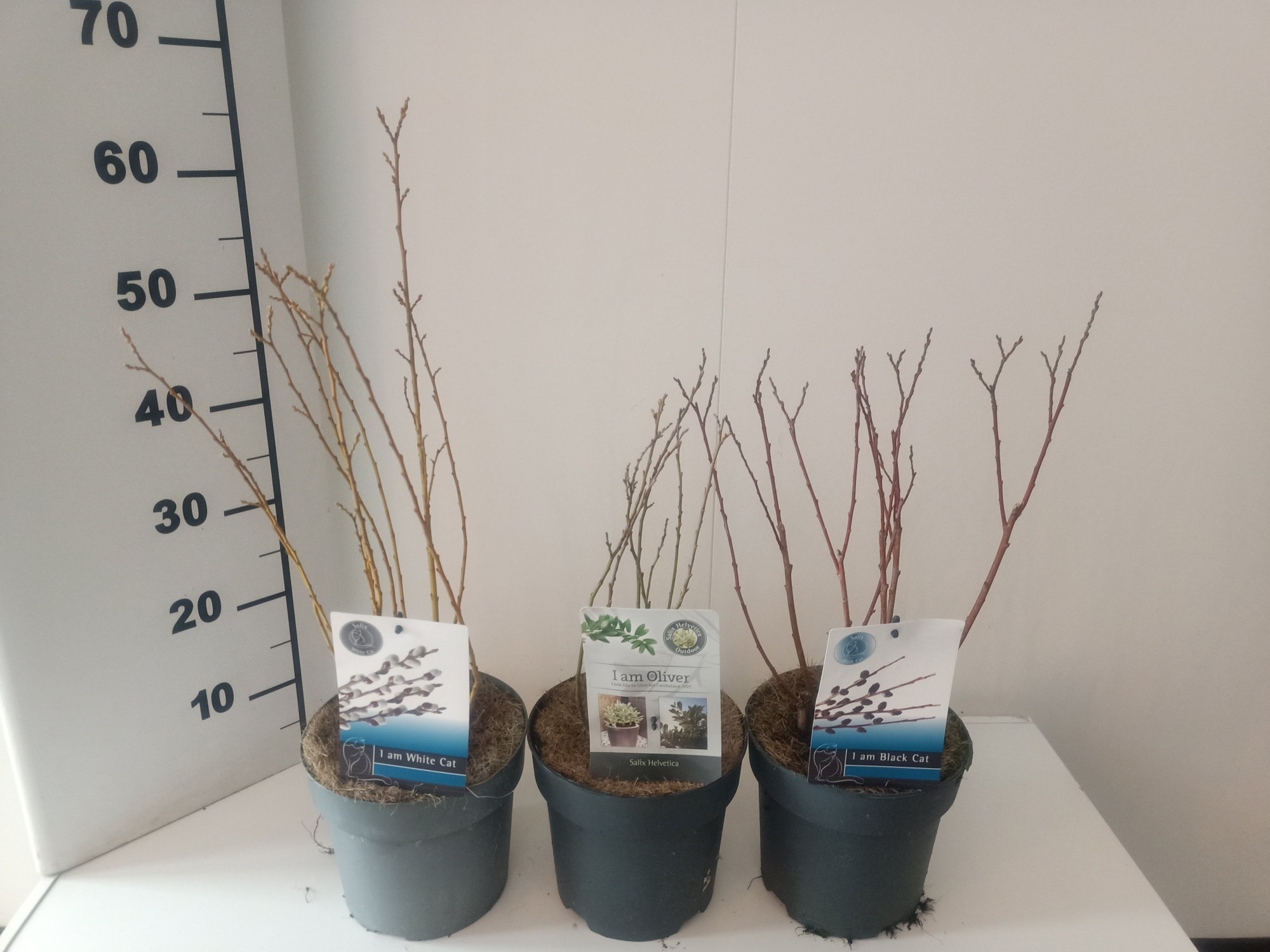 Salix mix bush p19, D 19