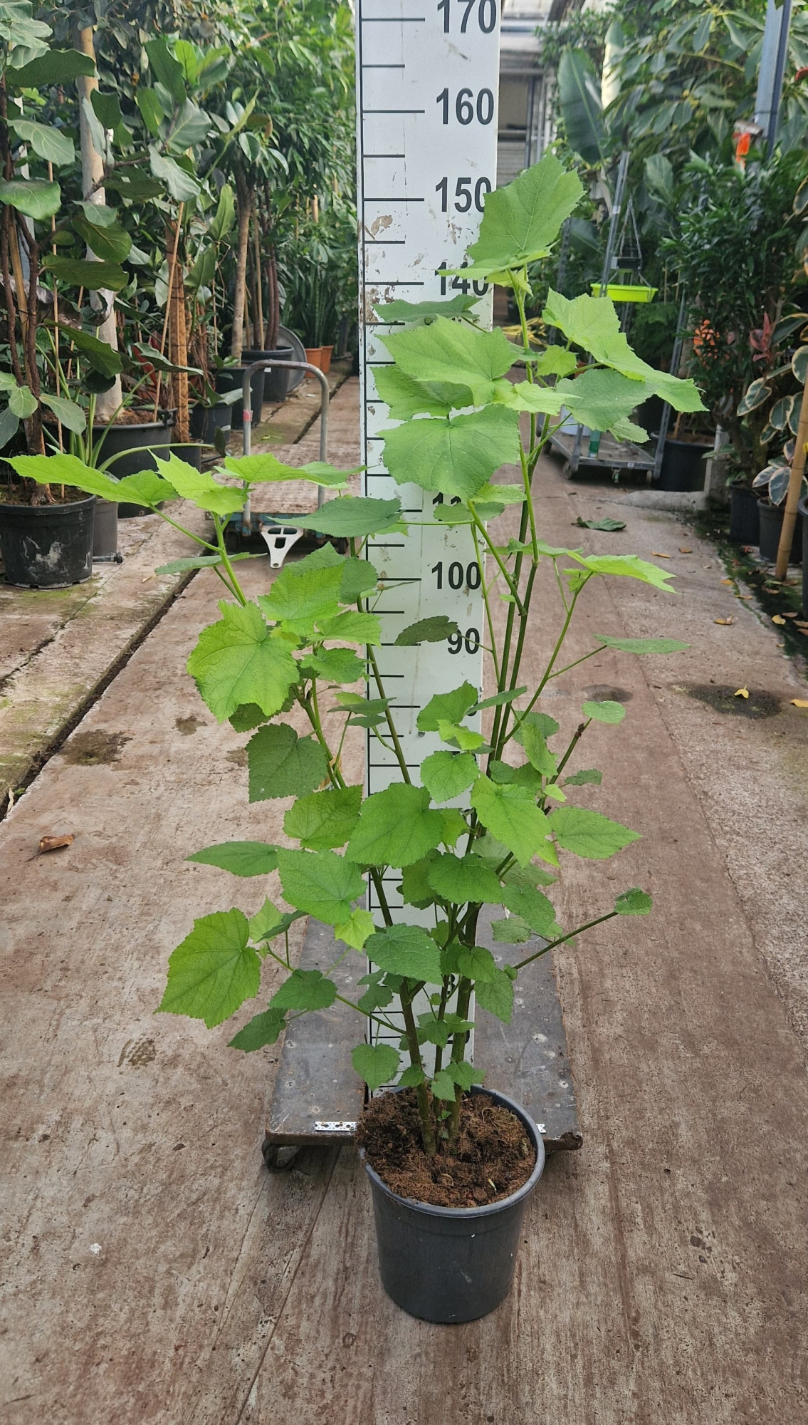 Sparrmannia Africana XL, D 27 cm