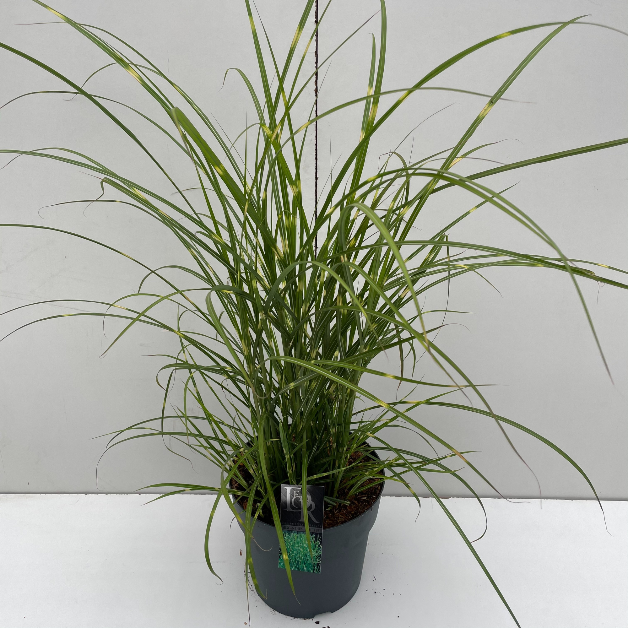 Miscanthus 'Strictus', D 29 cm