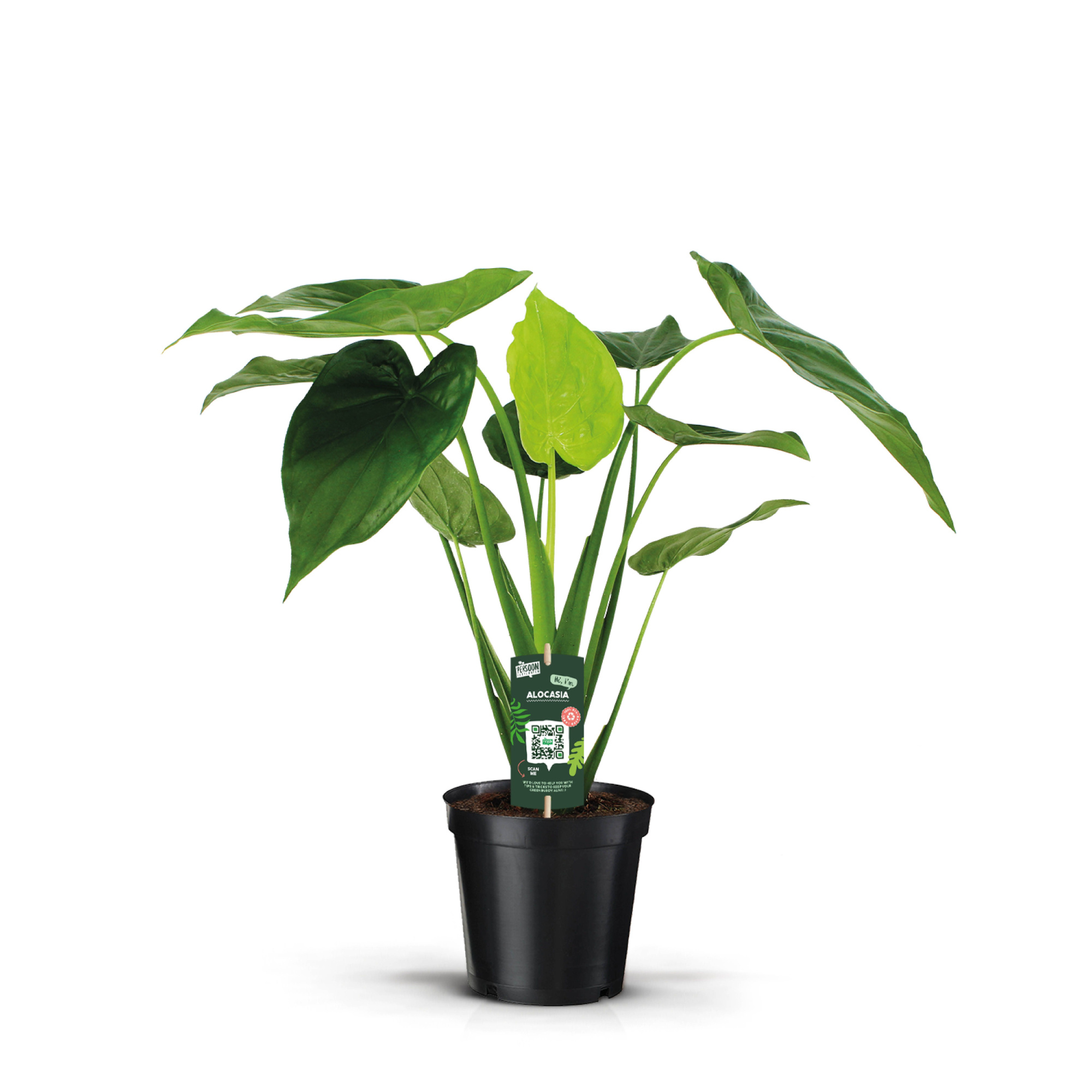 Alocasia Cucullata, D 19 cm