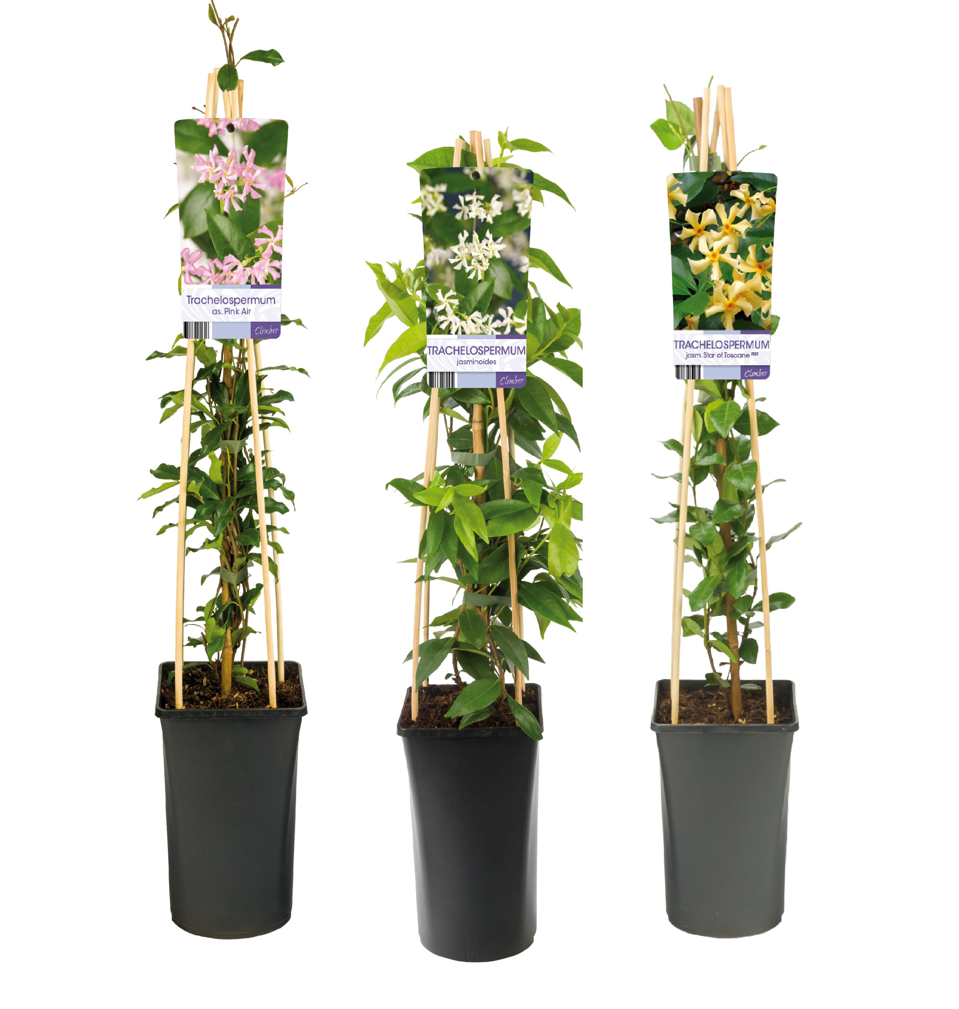 Mixtray Trachelospermum +light label, D 17 cm