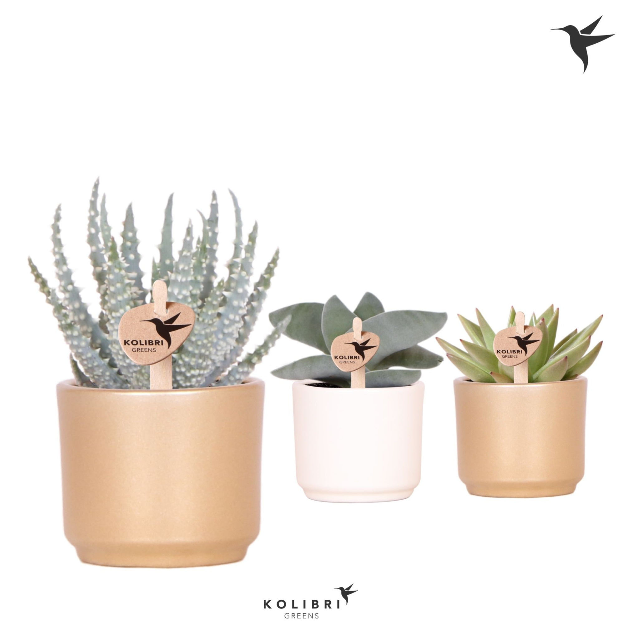 Kolibri Greens Succulenten mix in Simplicity pot mix, D 6 cm