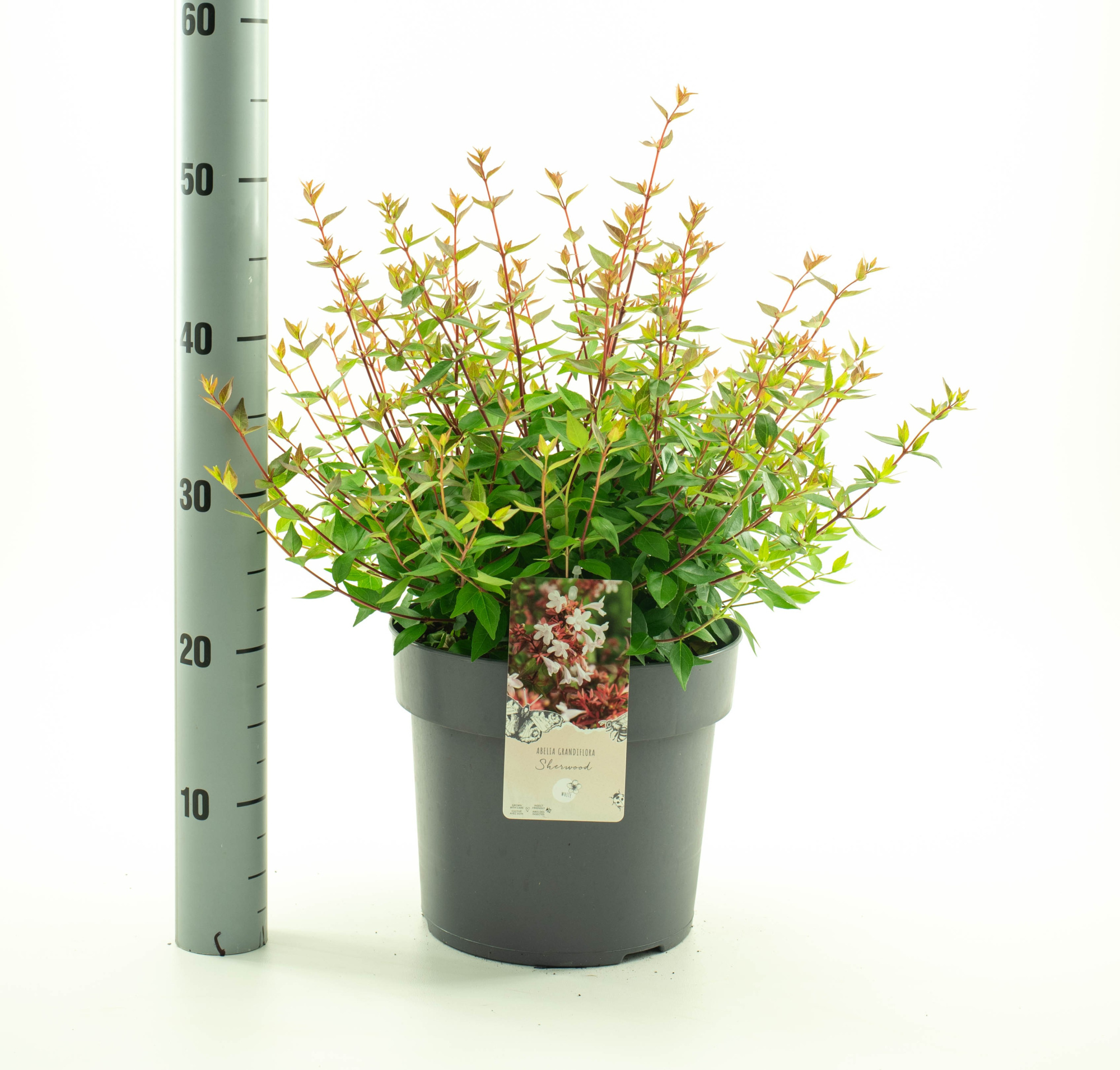 Abelia grand. 'Sherwood', D 26 cm
