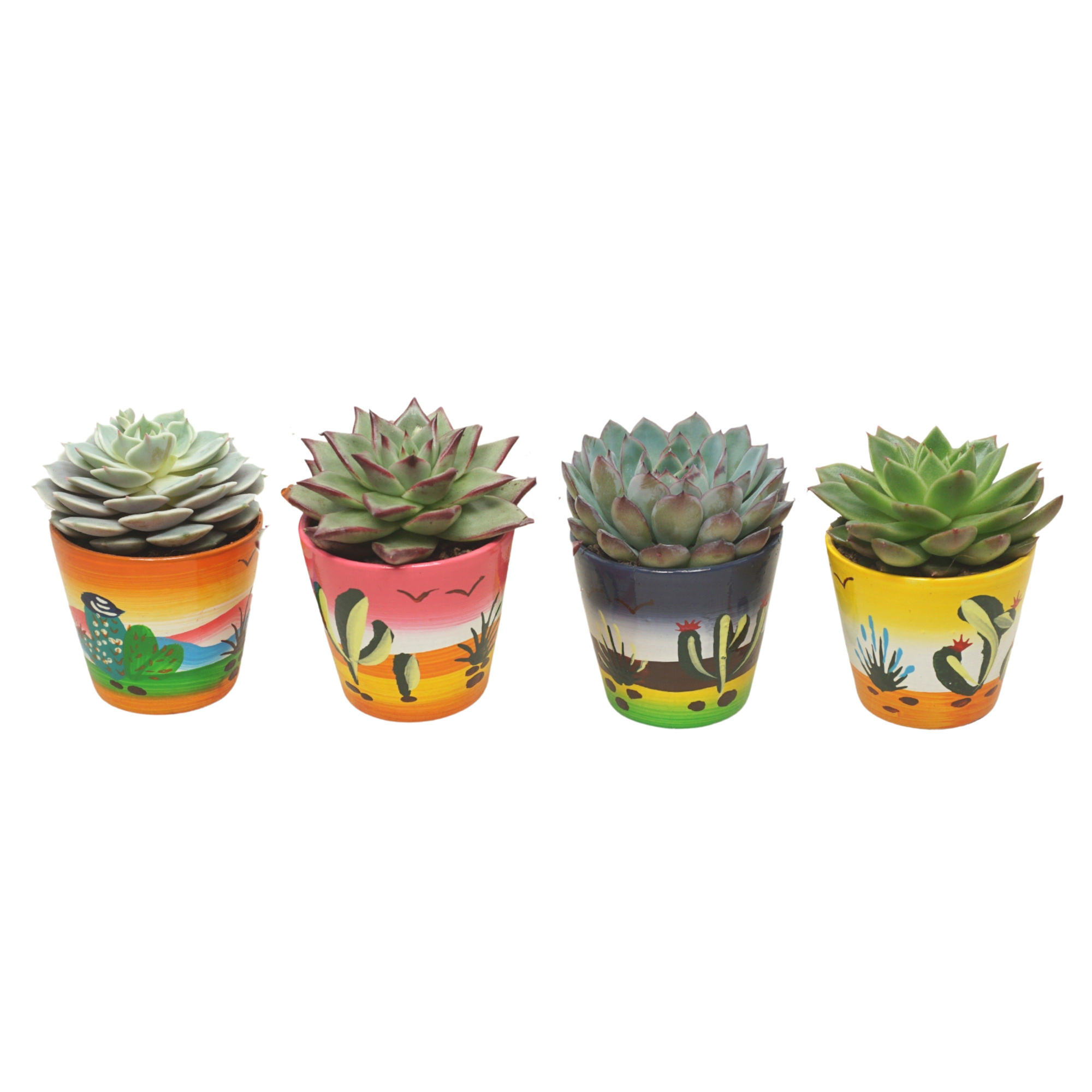 Echeveria mix in 8 cm 'Decorpotje', D 7 cm