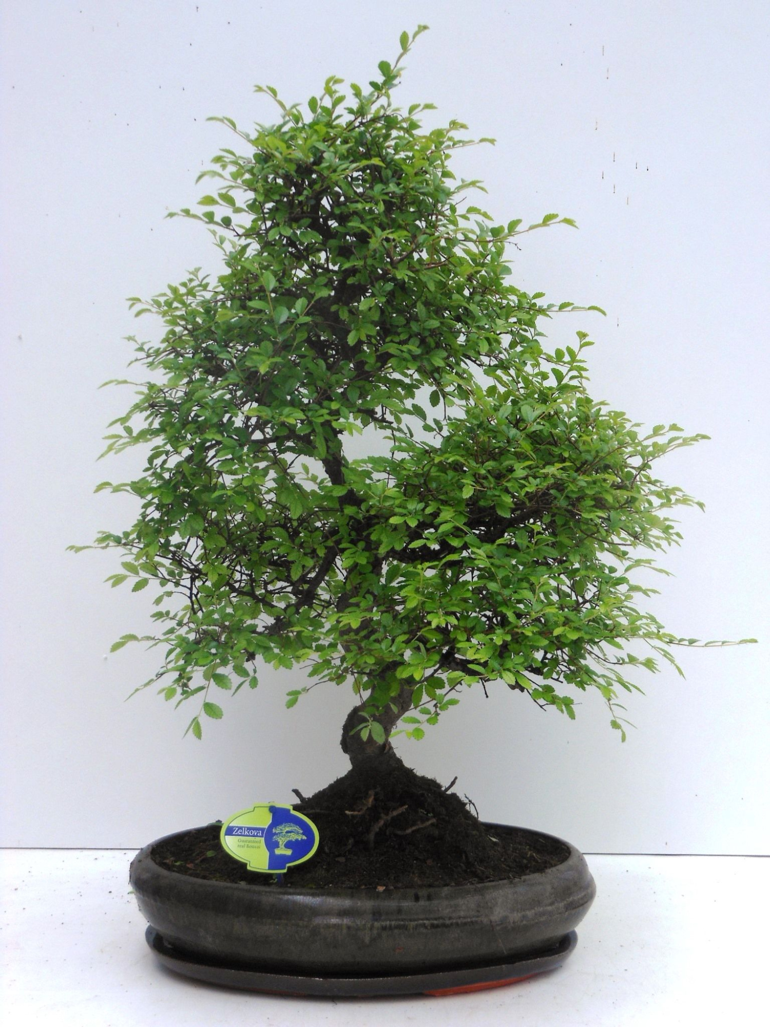 Zelkova parvifolia, 39cm., shape, with driptray, D 39