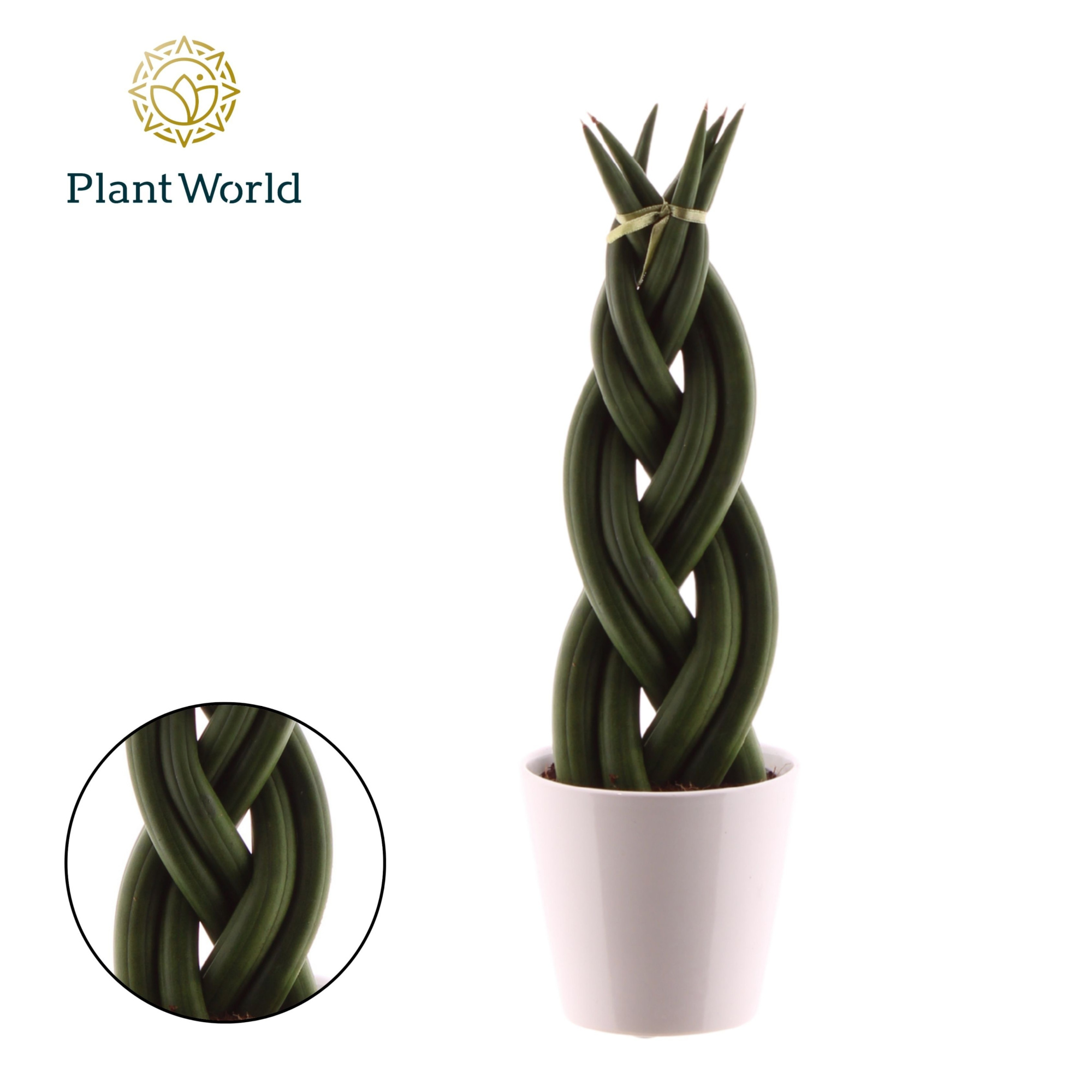 Sansevieria cylindrica 'Twist' met keramiek wit, D 8,5 cm