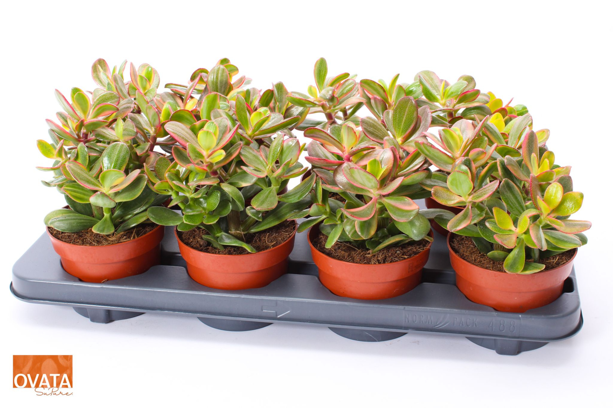 Crassula sunset magic 12 WOODS, D 12 cm
