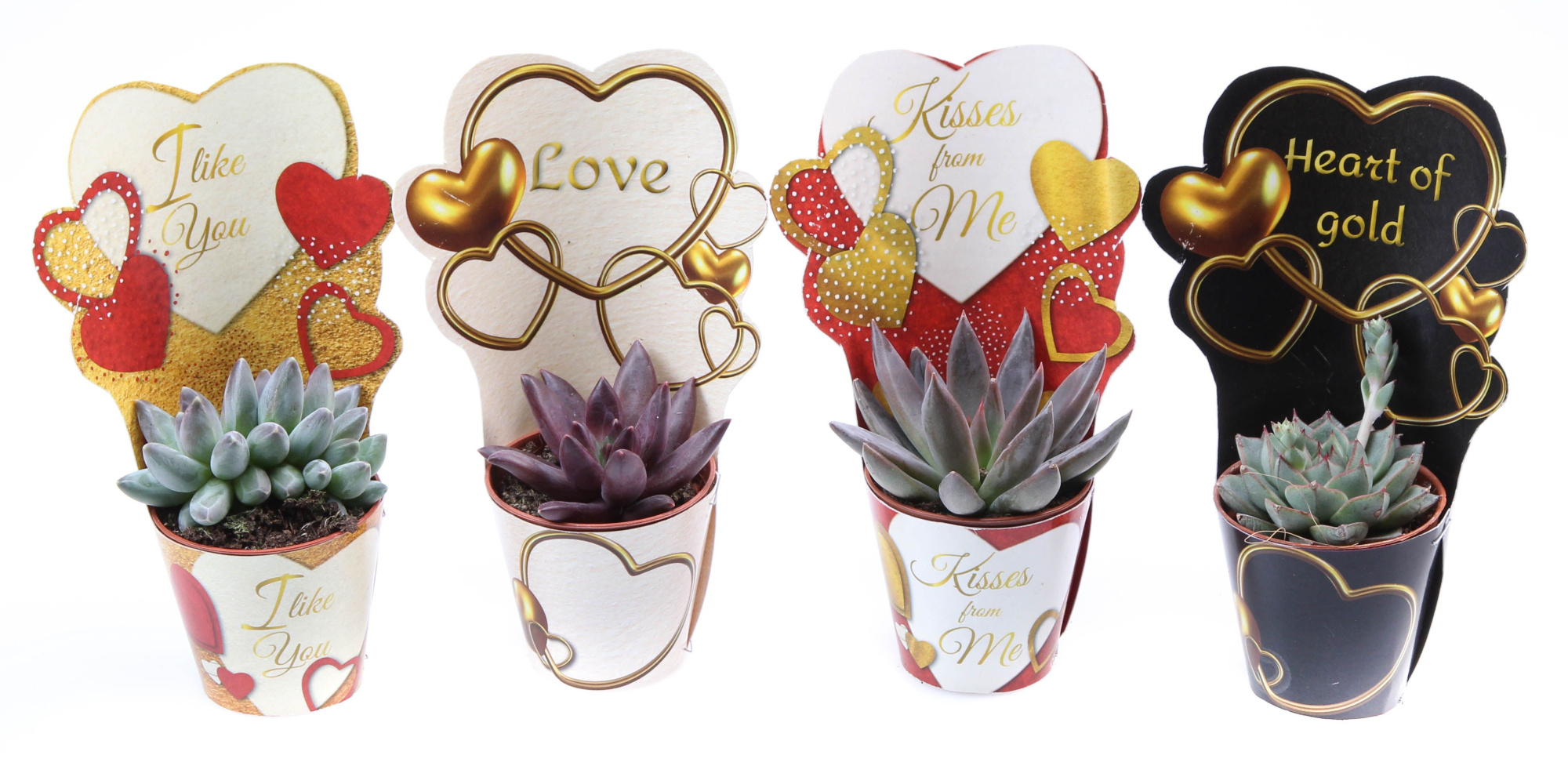 Potcover love mix echeveria mix, D 5,5 cm