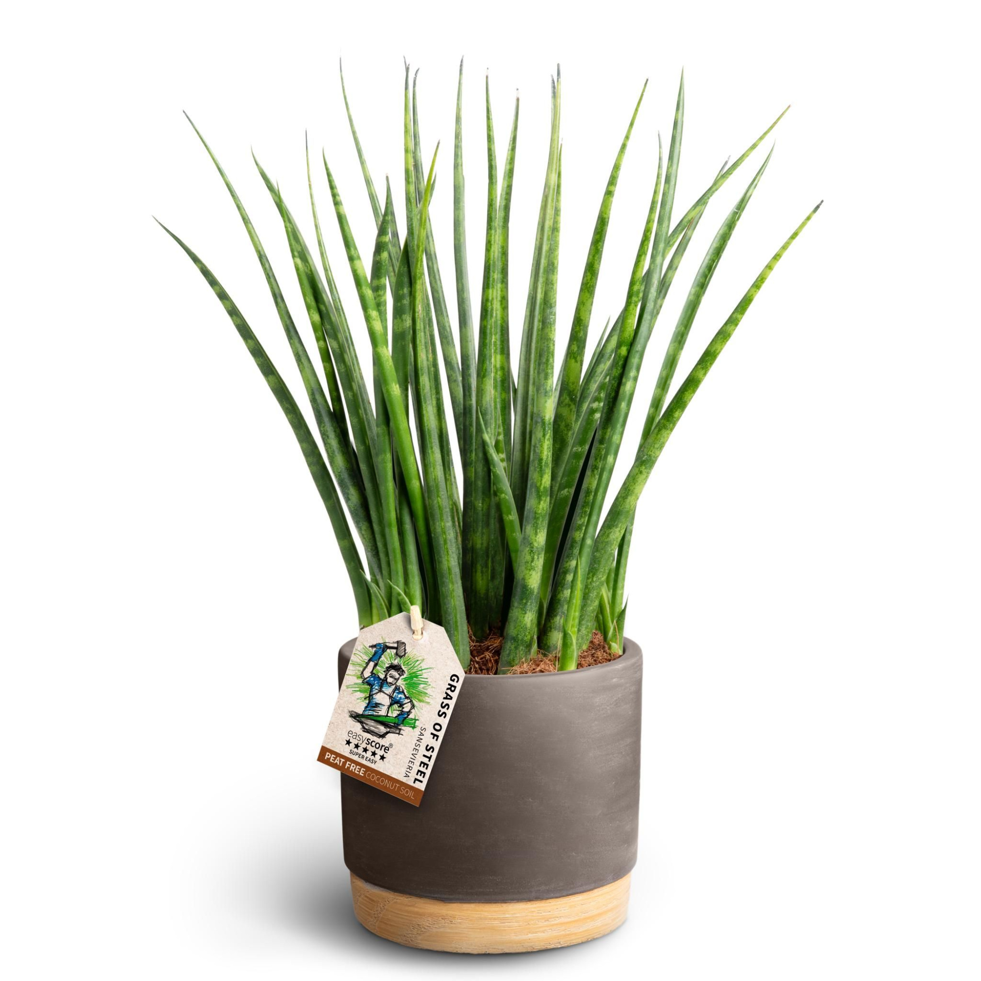 Woodbase Mocca, Sansevieria ´Fernwood´, D 12 cm