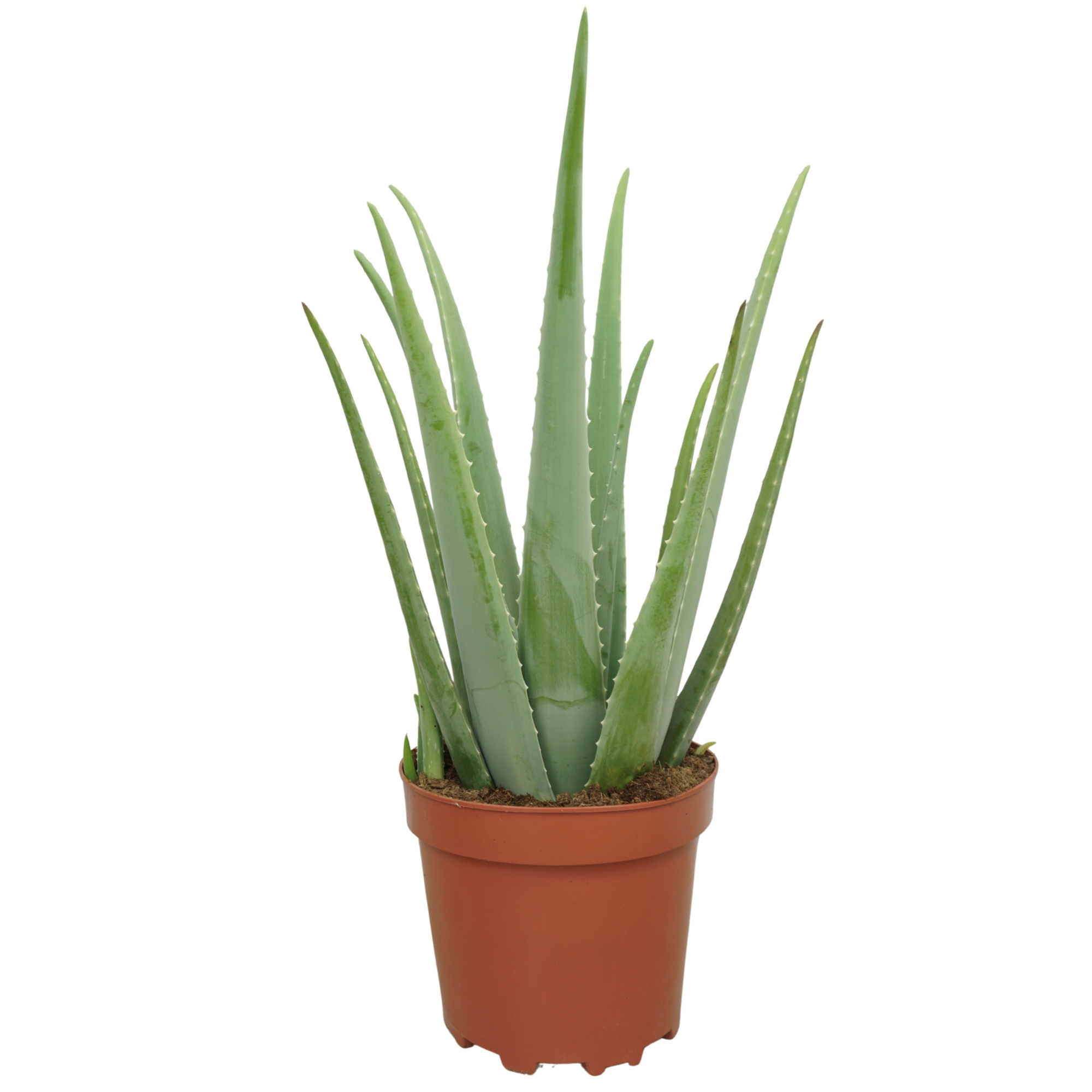 Aloë vera 25 cm, D 25 cm