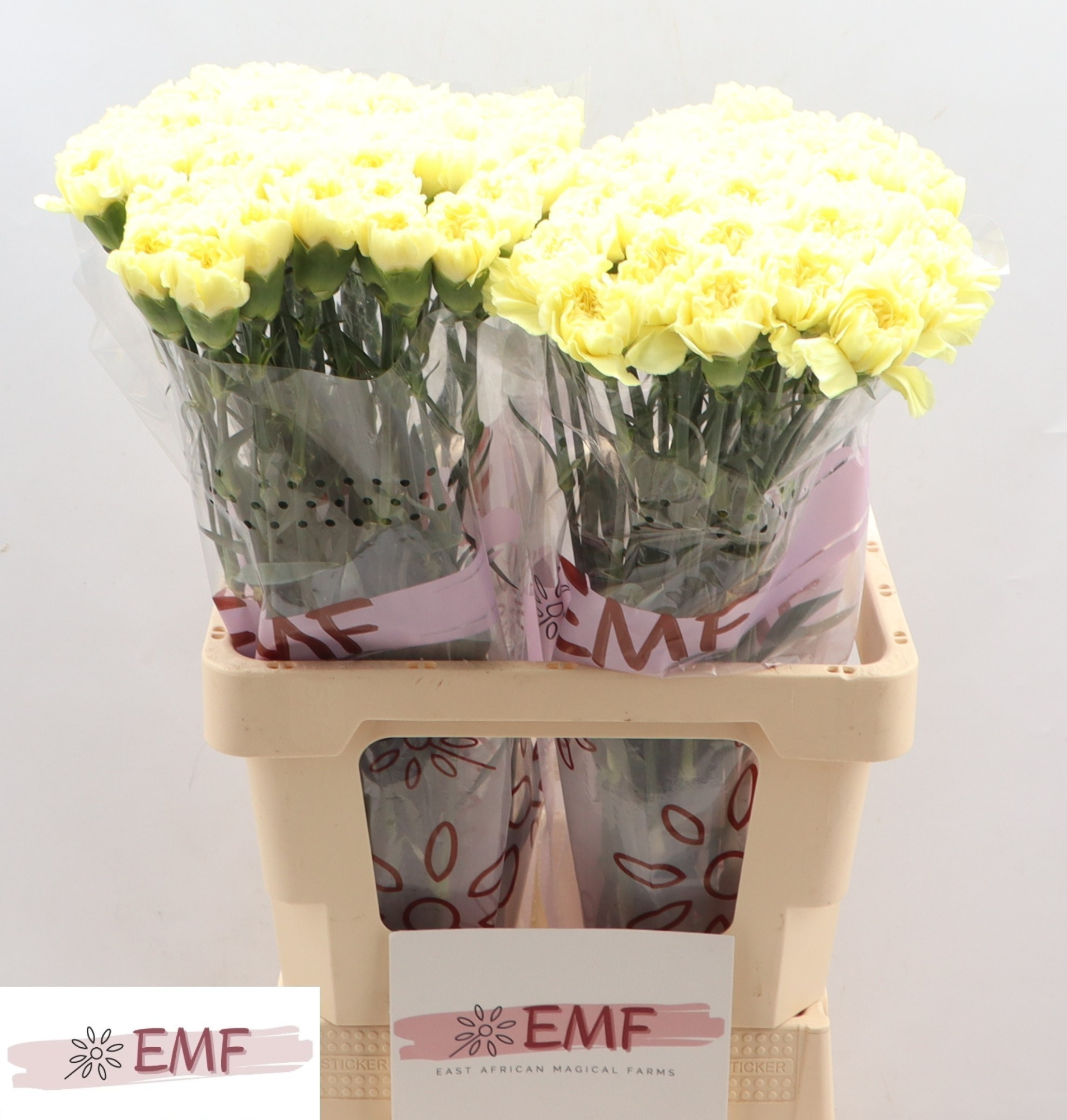 Диантус од. Киро, шт.