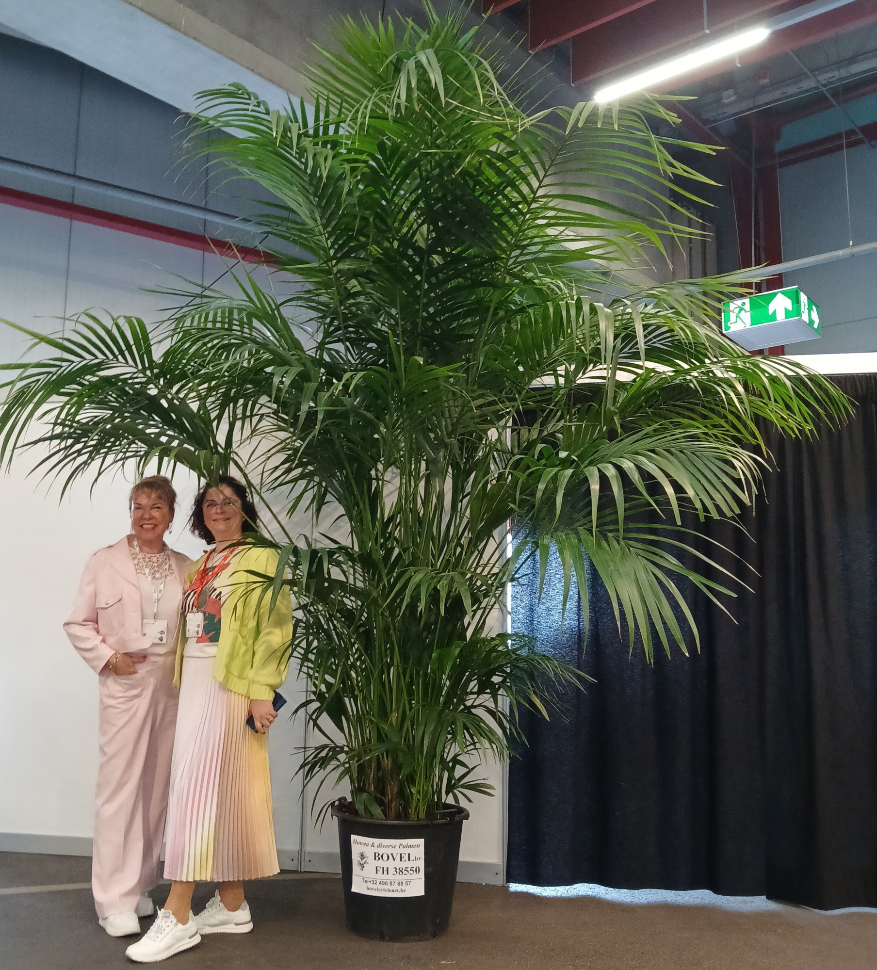 Howea forsteriana, D 50