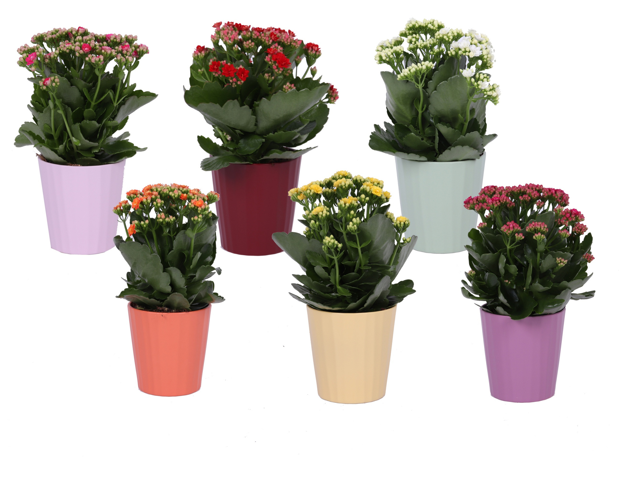 KP-903.1 - Kalanchoe Rosalina 12cm in keramiek, D 12