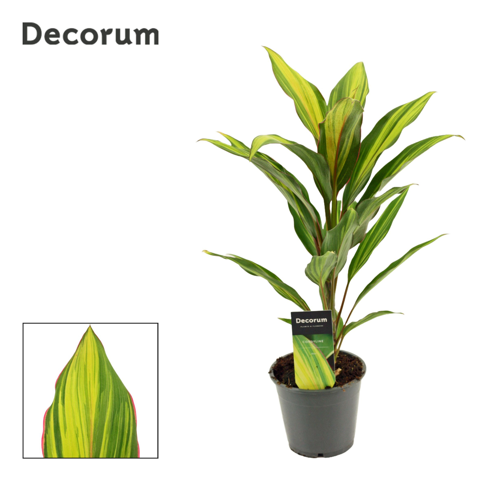 Cordyline Kiwi 12 cm ( Decorum ), D 12 cm