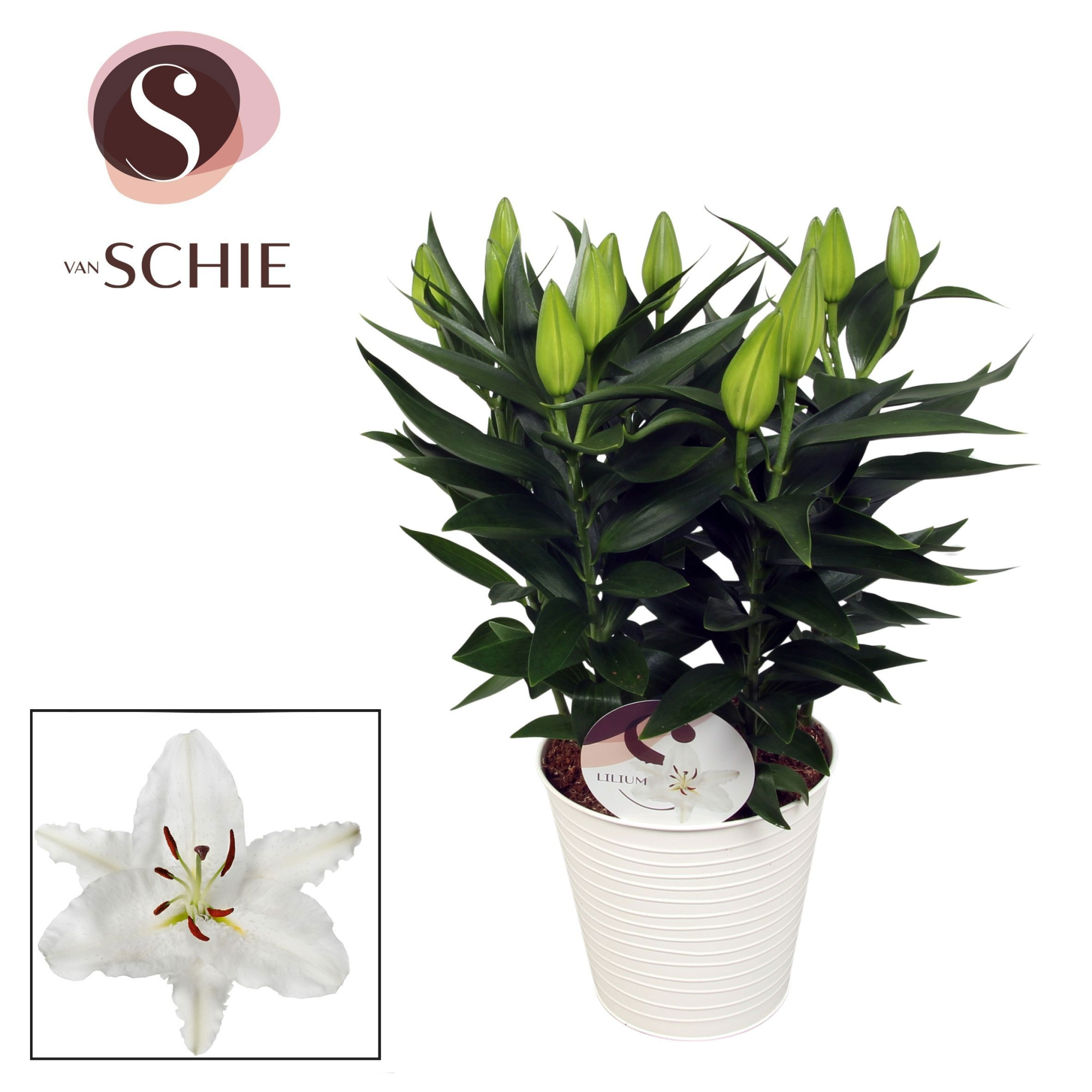 Oriental Wit 19cm ZINK, D 19