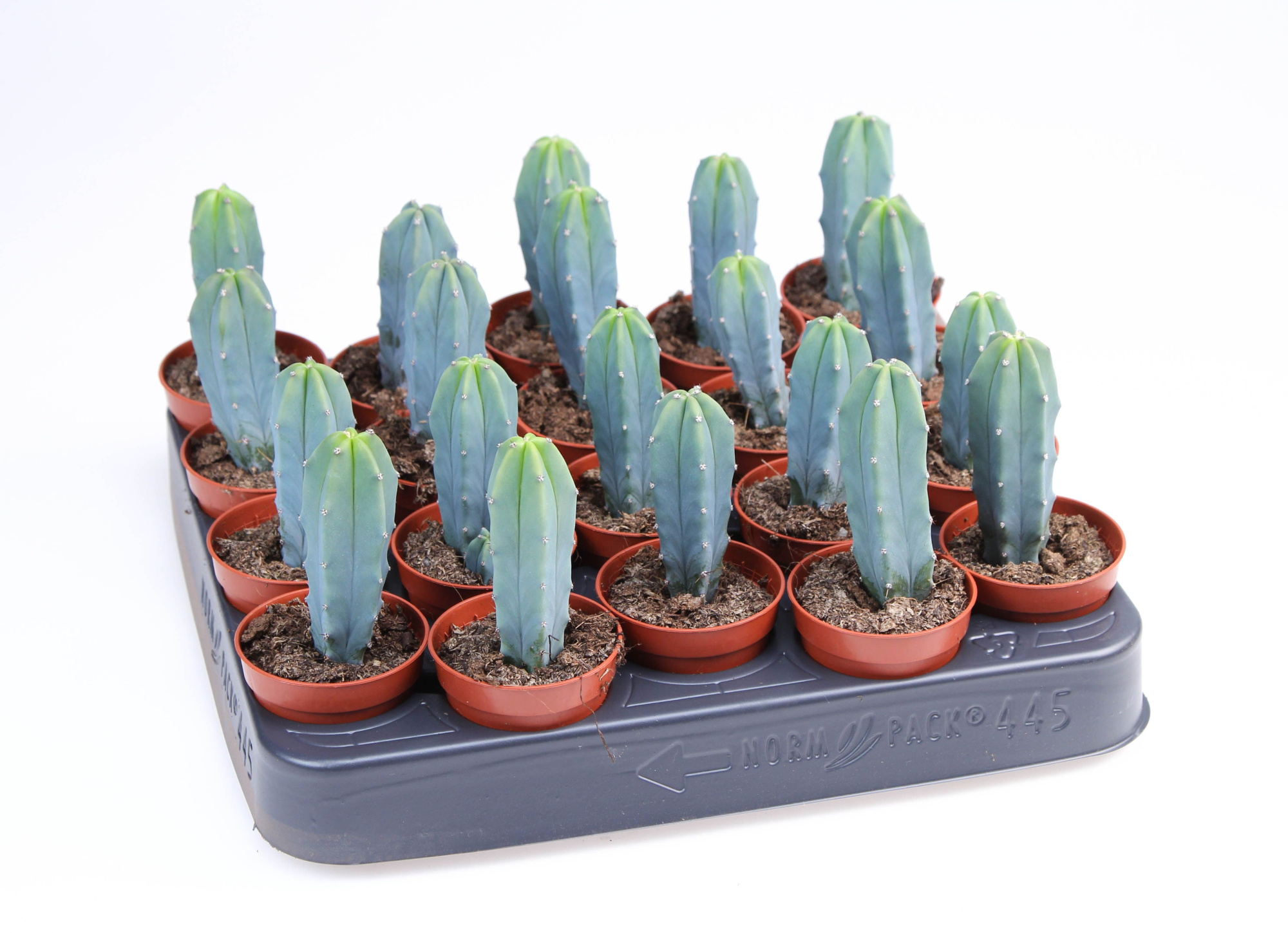 Myrtillocactus geometrizans, D 5,5