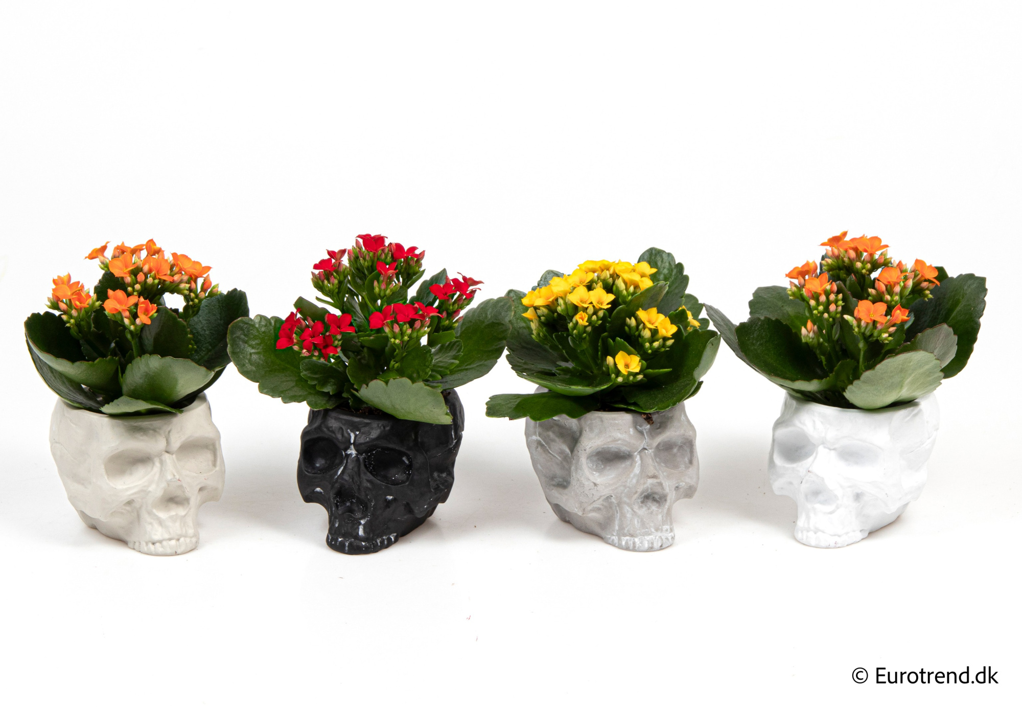 Kalanchoe in Halloween ceramic 2025, D 6 cm