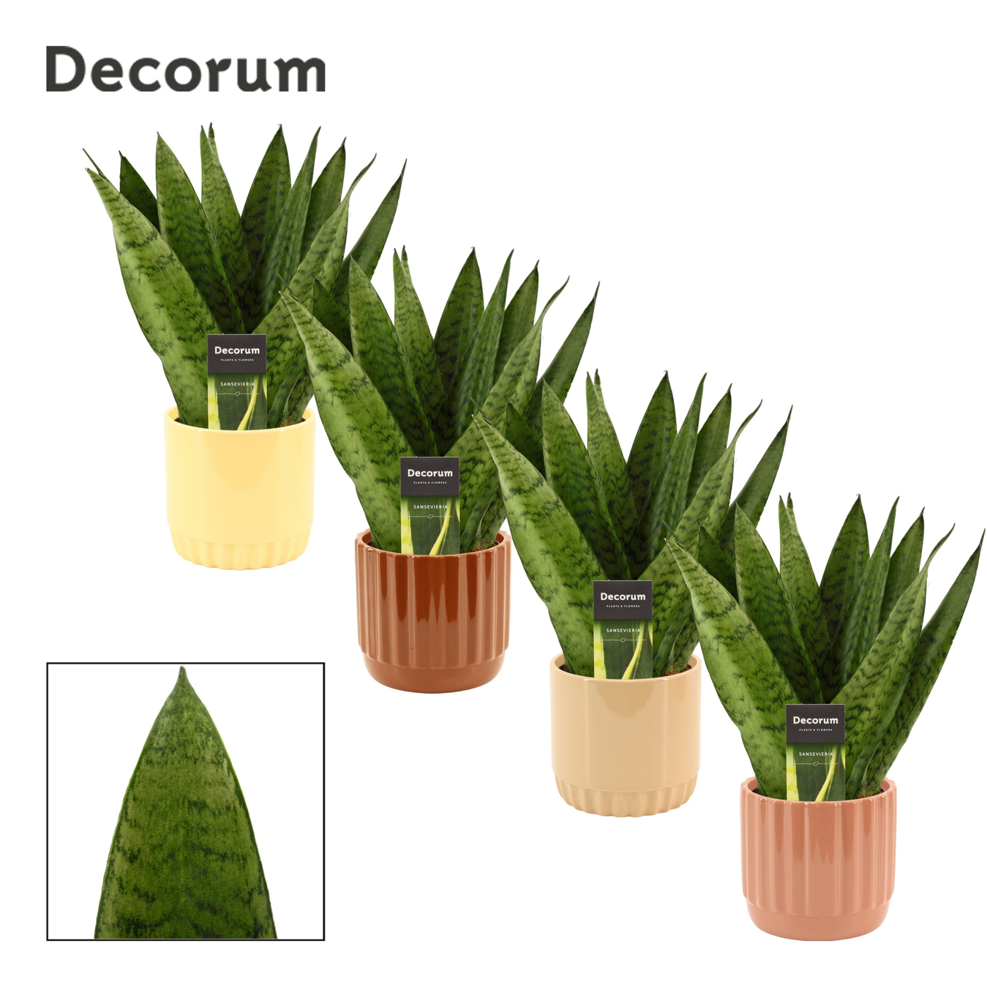 Sansevieria Zeylanica Fan 12 cm in Liam (Coffee blend-collection, D 12 cm