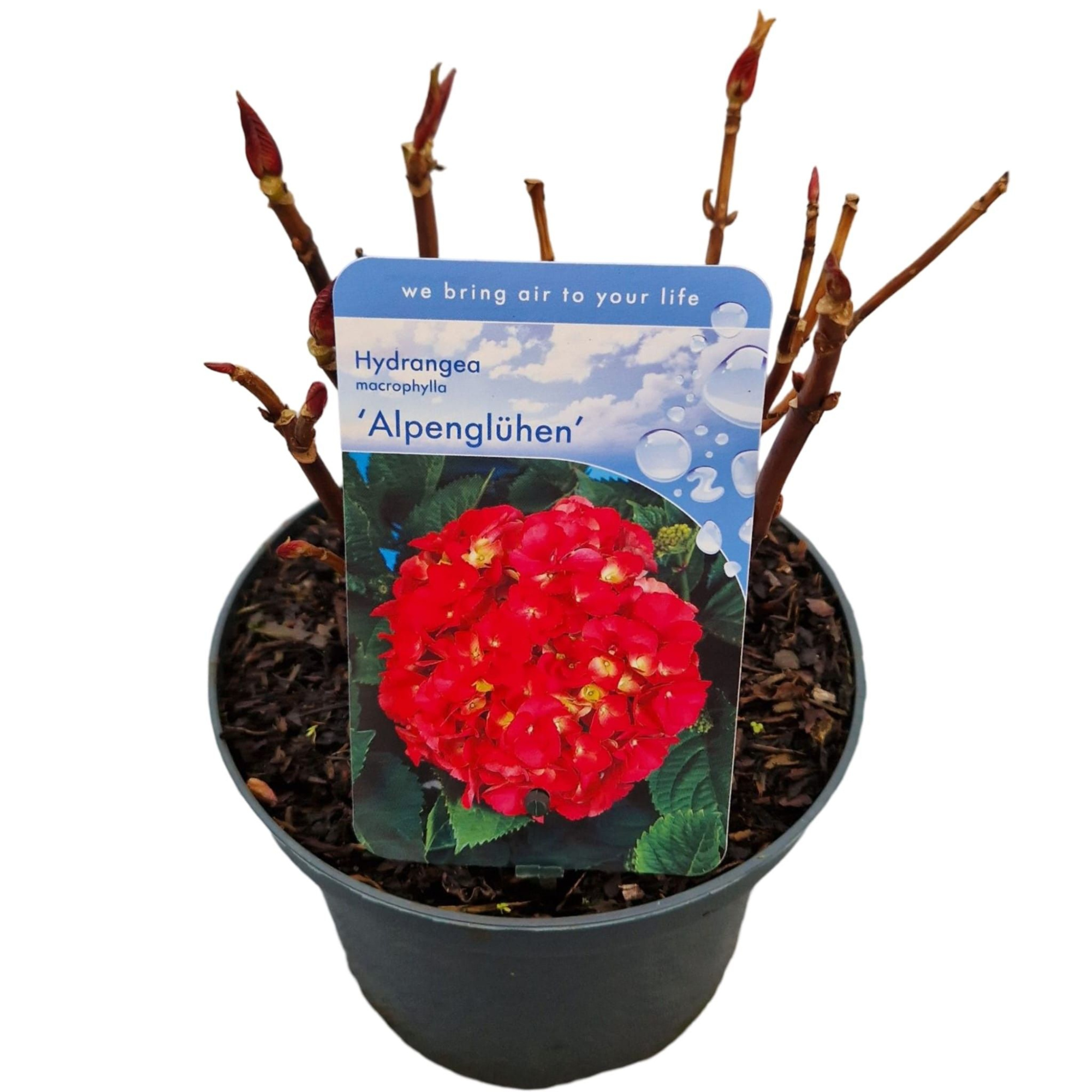 Hydrangea macr. 'Alpengluhen', D 17