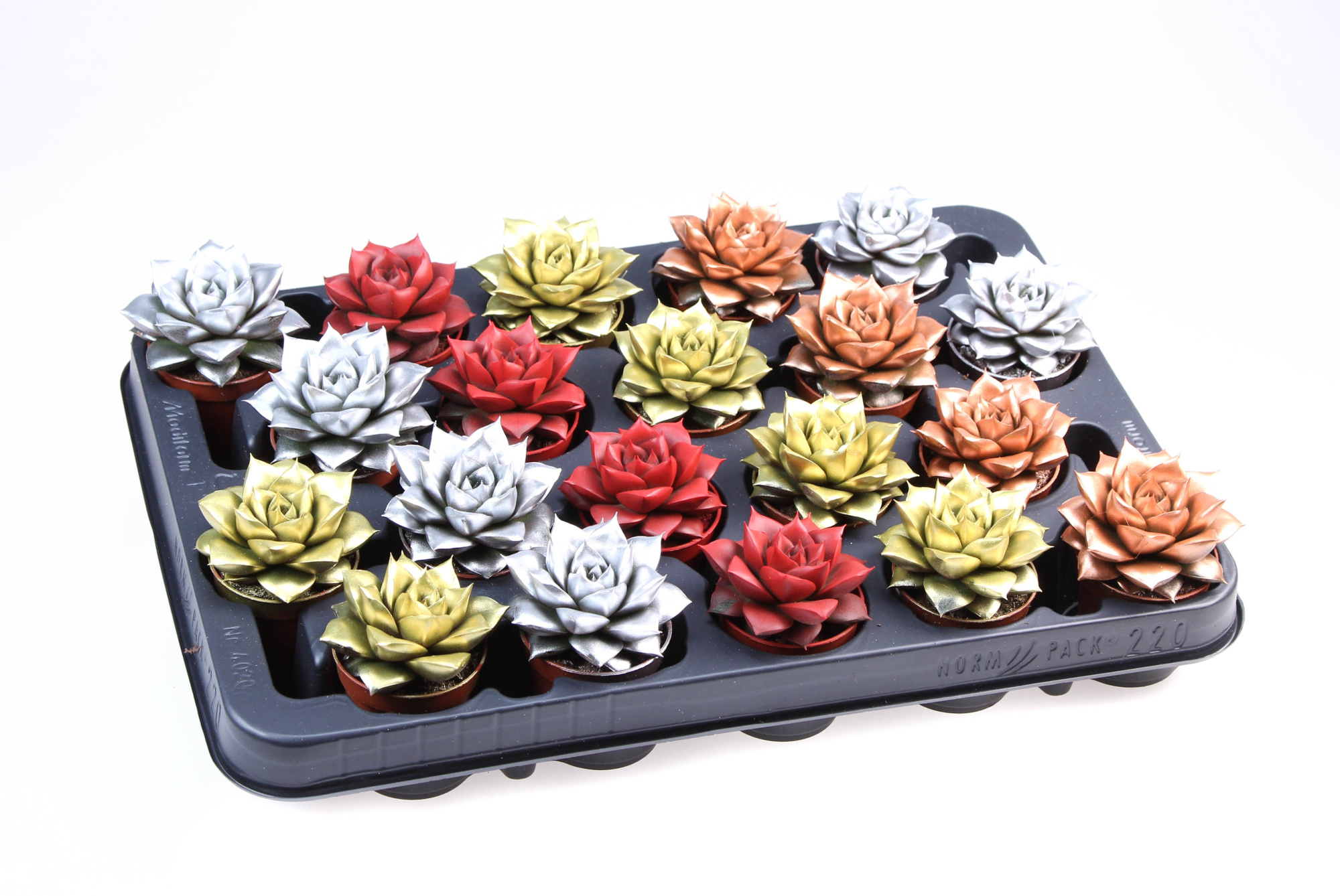 Rainbow purper kerstmix, D 5,5