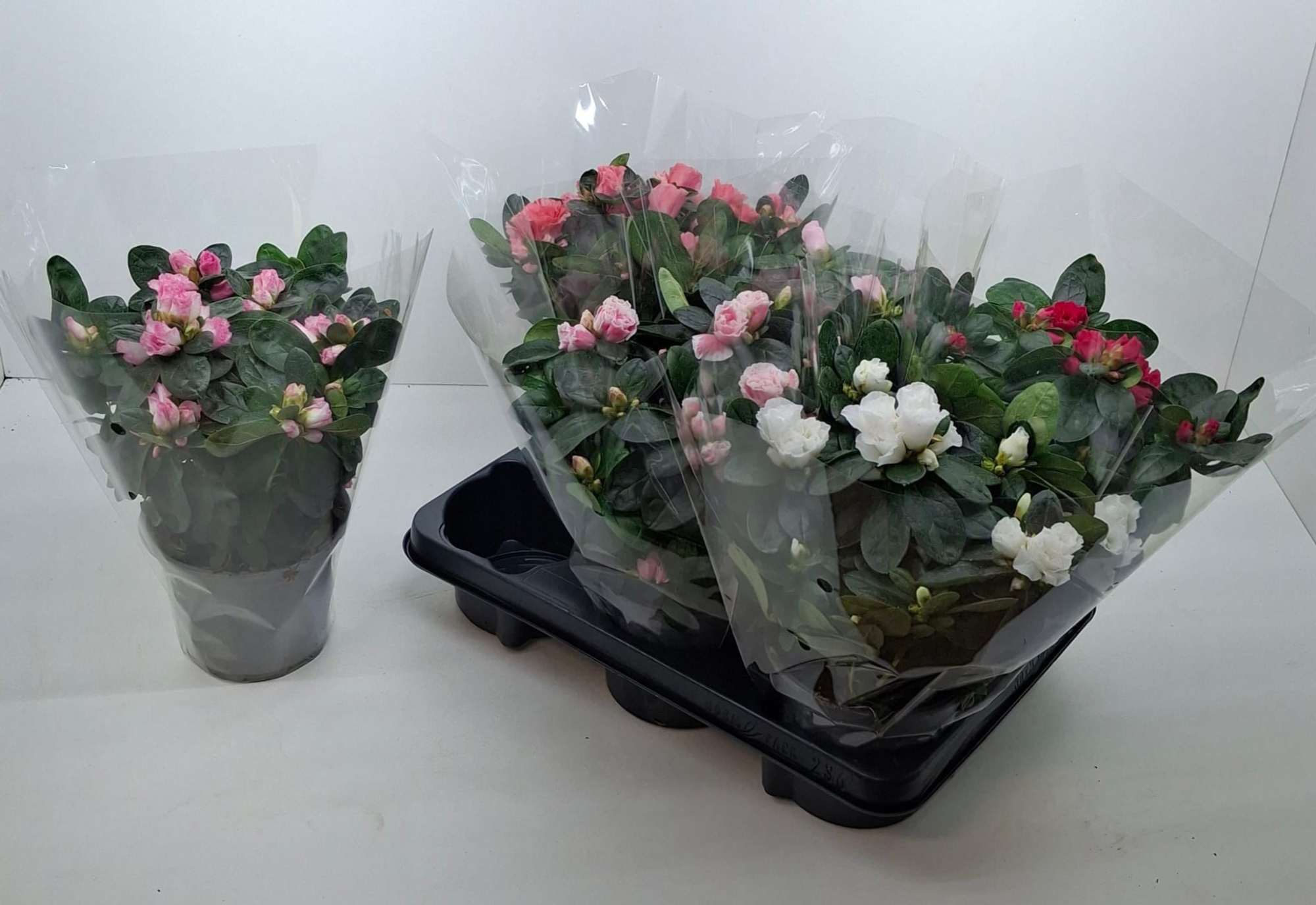 841 ADC : Pot 13 cm Azalea vogel mix kleuren in hoes, D 13 cm