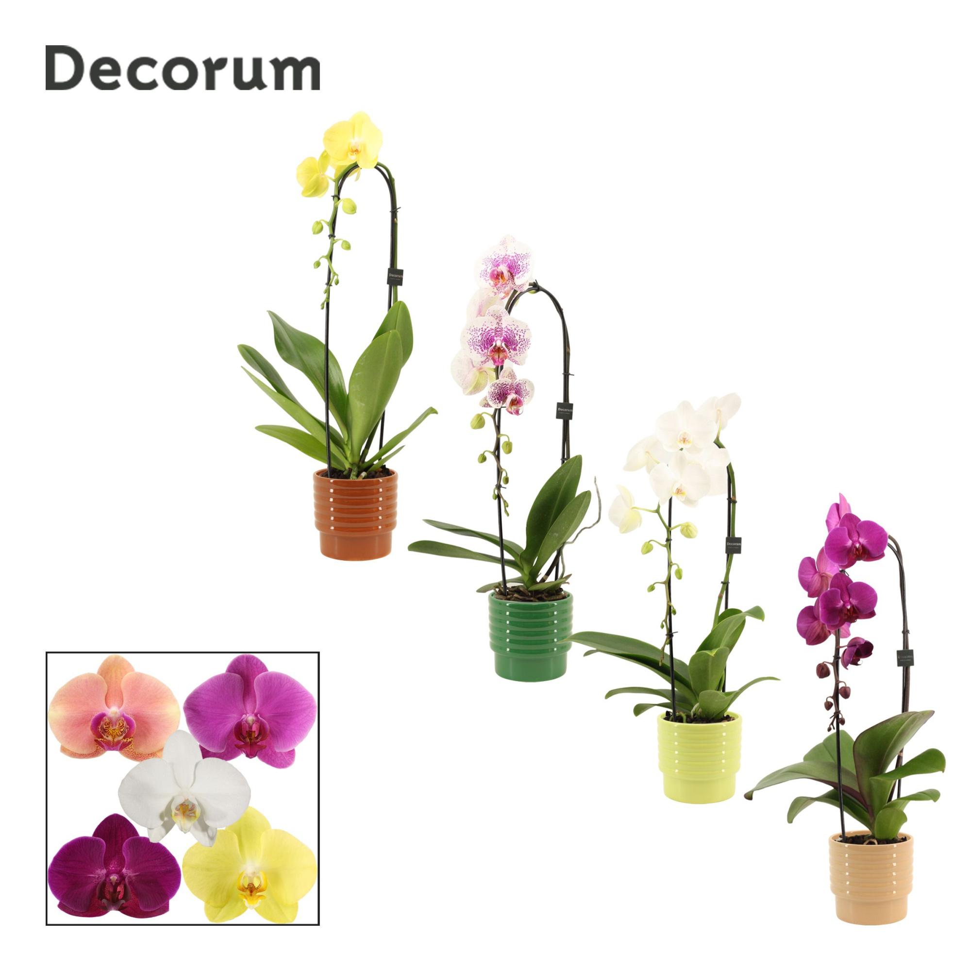 Phalaenopsis cascade 1 tak mix in Naemi (Natural bubble-collecti, D 12 cm