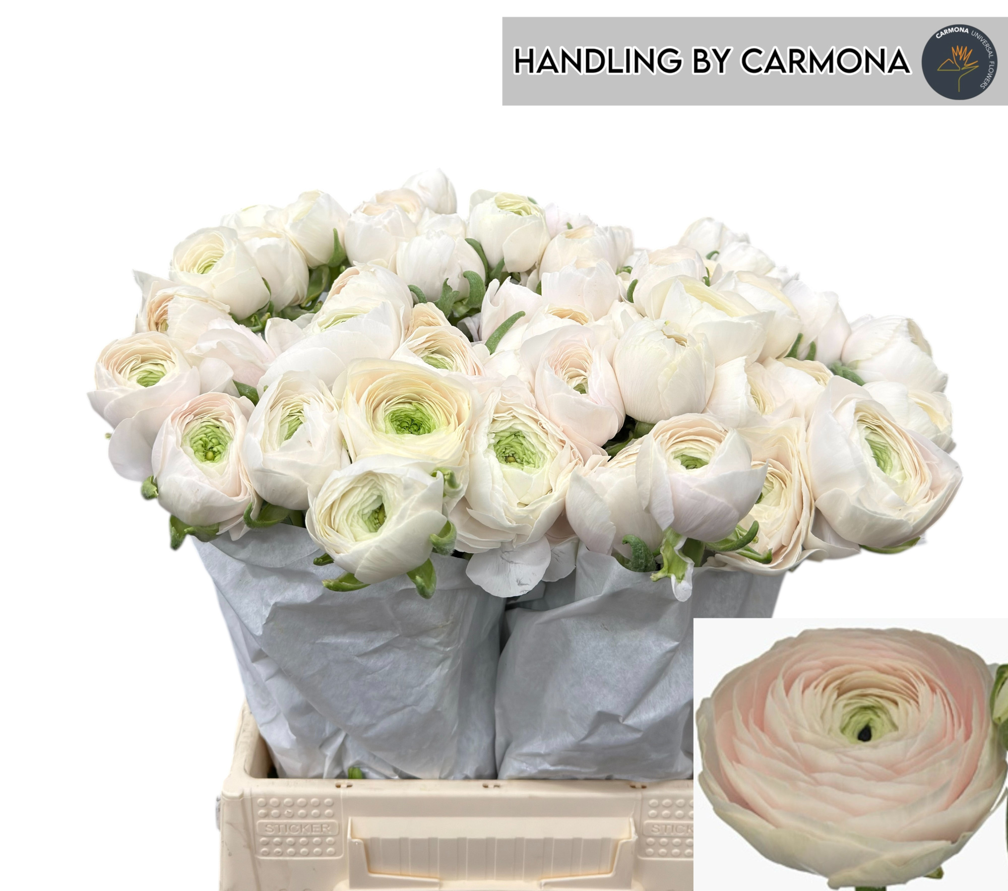 Ранункулус Саксесс Ханой 45, шт.