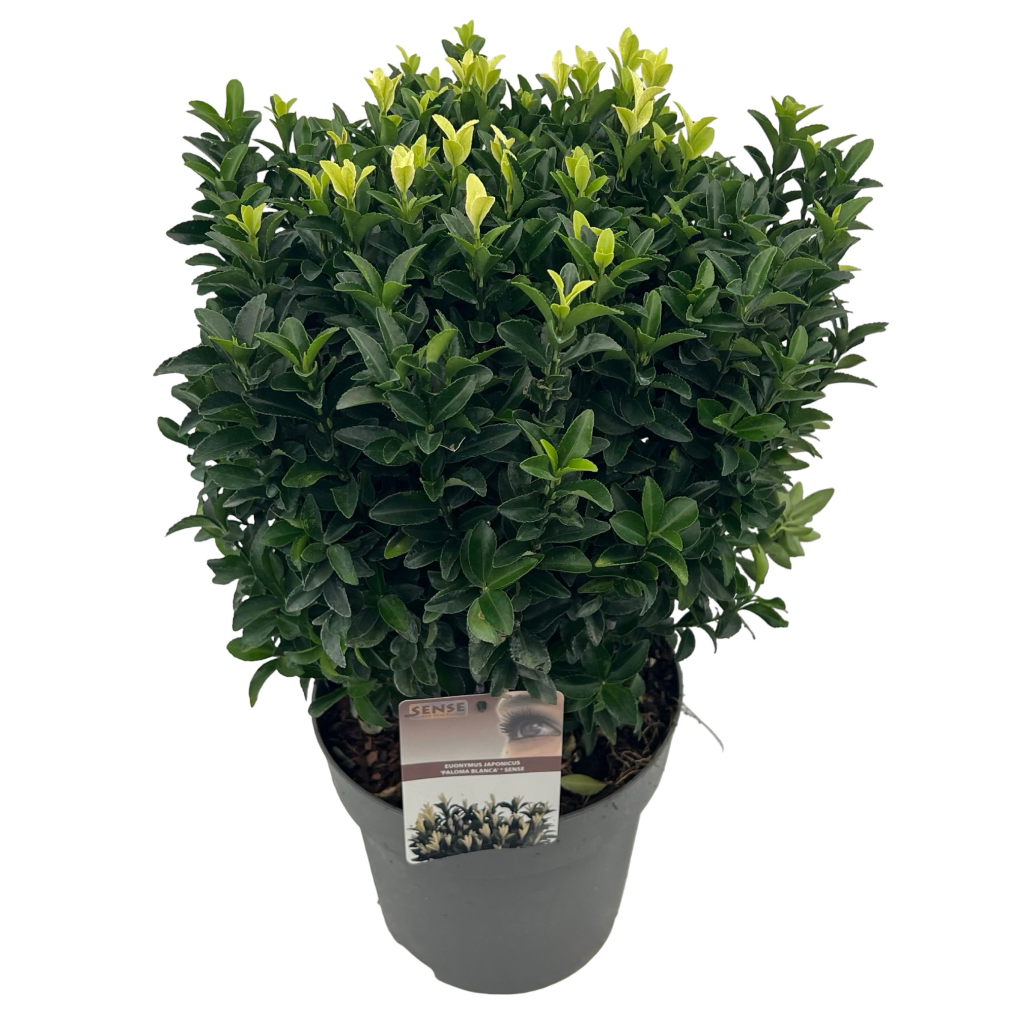 Euonymus jap. 'Paloma Blanca'® sense, D 27