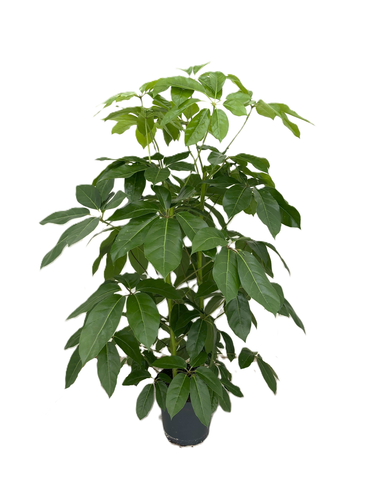 Schefflera actinophylla 'Amate' p30 3pp 150-180cm, D 30 cm