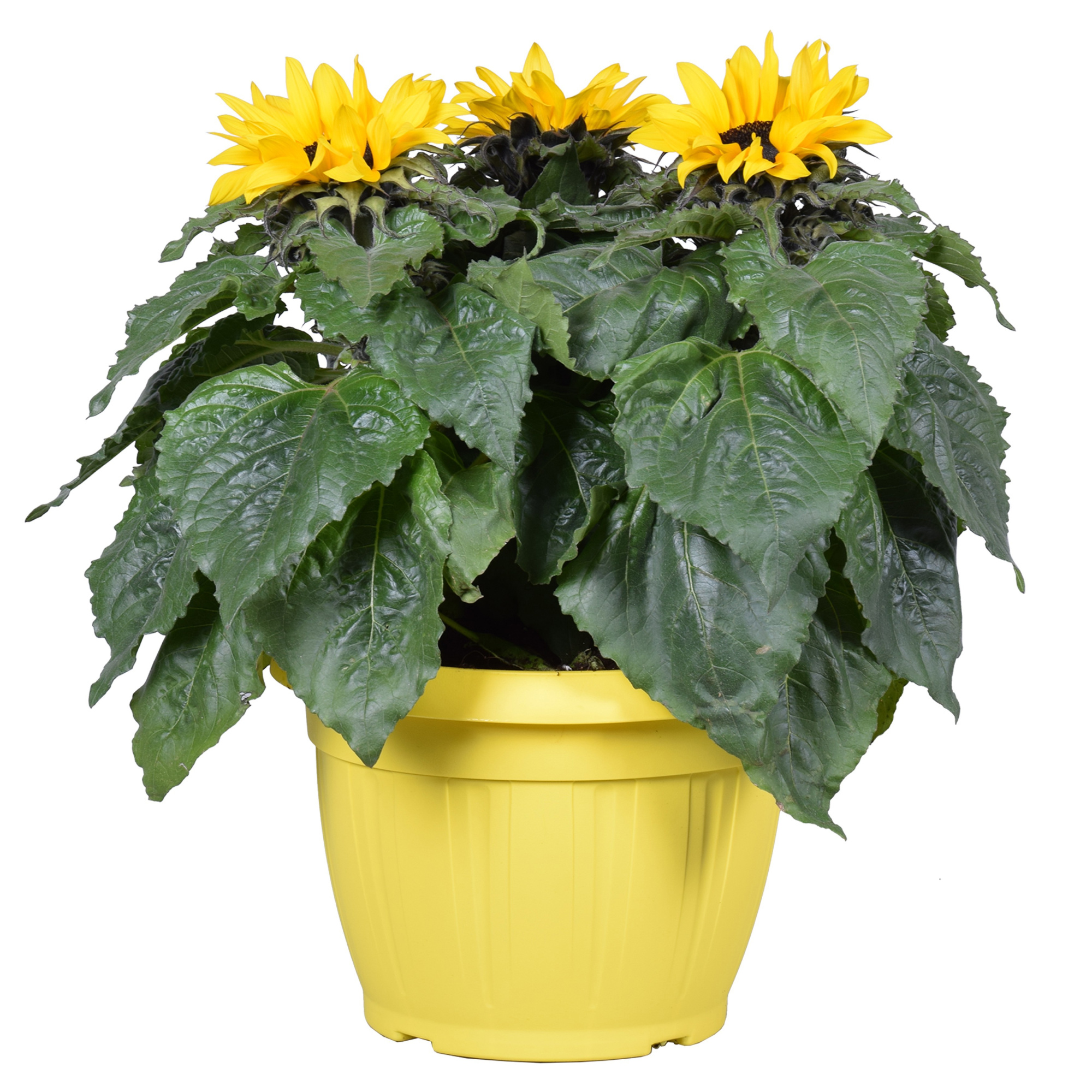 Hello Summer Helianthus 'Sunsation' in terras pot, D 25