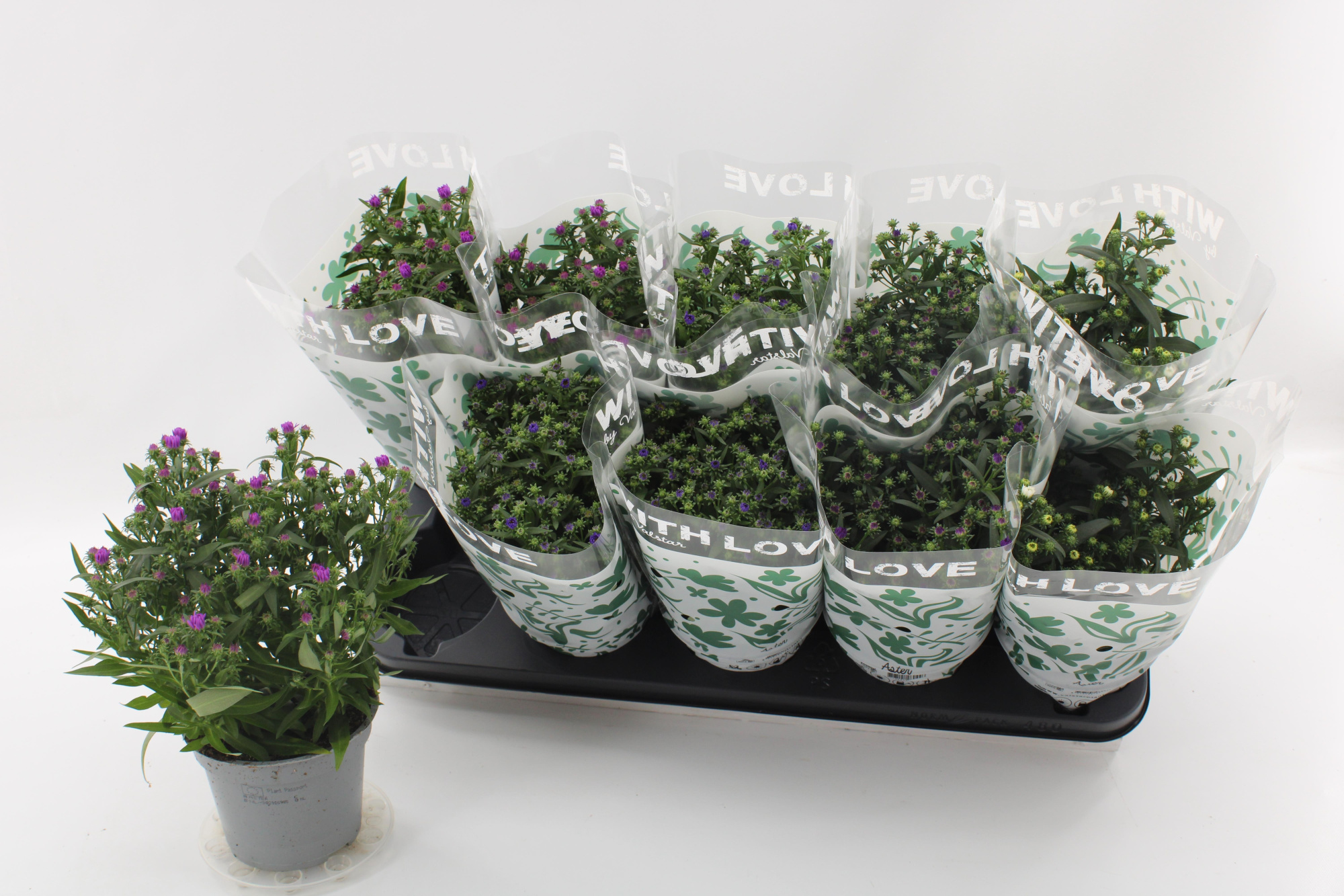 Aster Gemengd With Love by Valstar sleeve, D 12