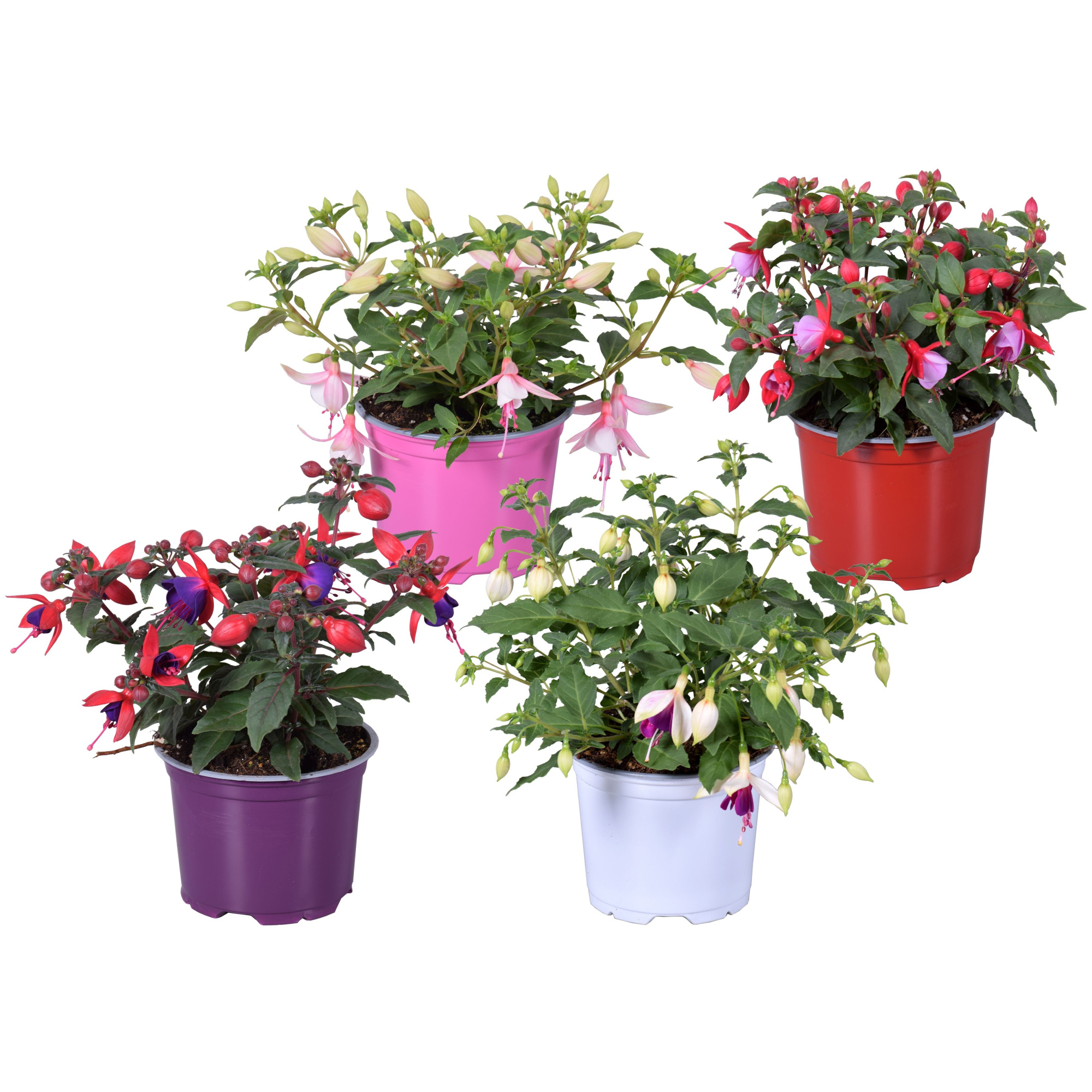 Fuchsia Bella gemengd mixtray, D 12