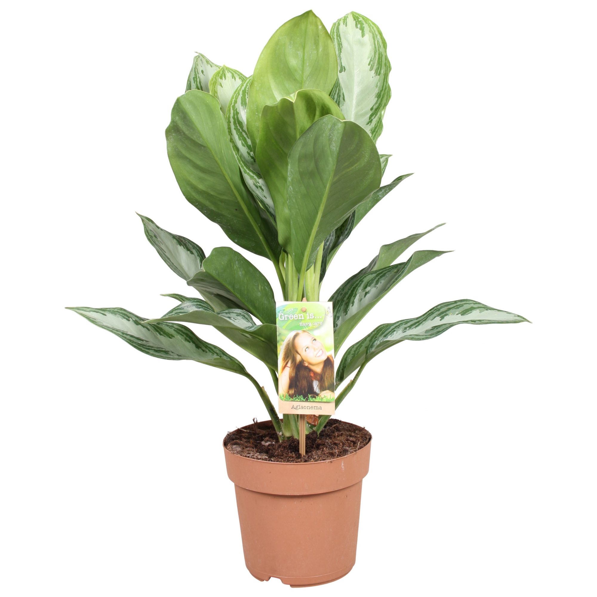 Aglaonema Silver Bay, D 17 cm