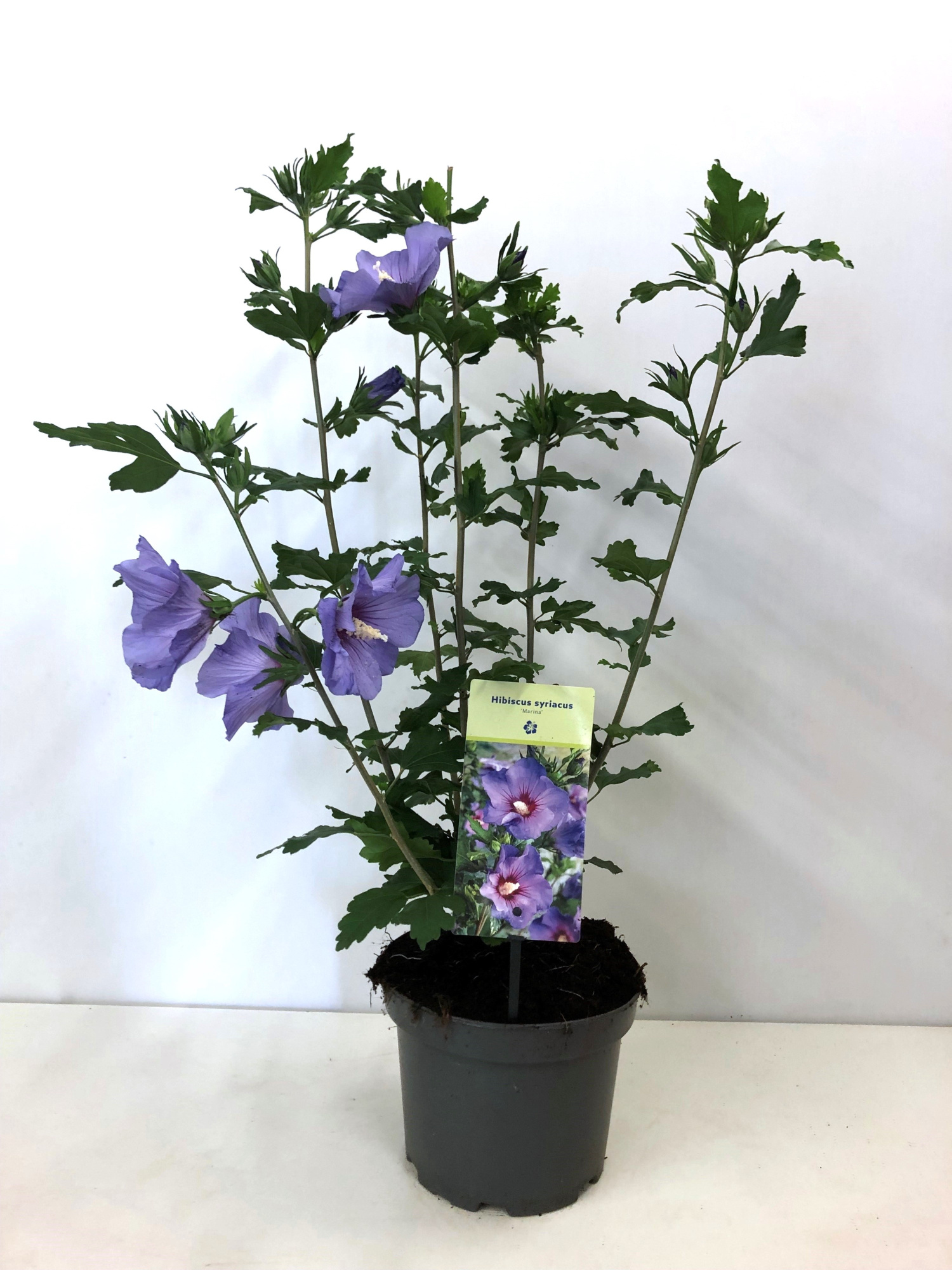 Hibiscus syriacus 'Marina' 19 cm, D 19 cm