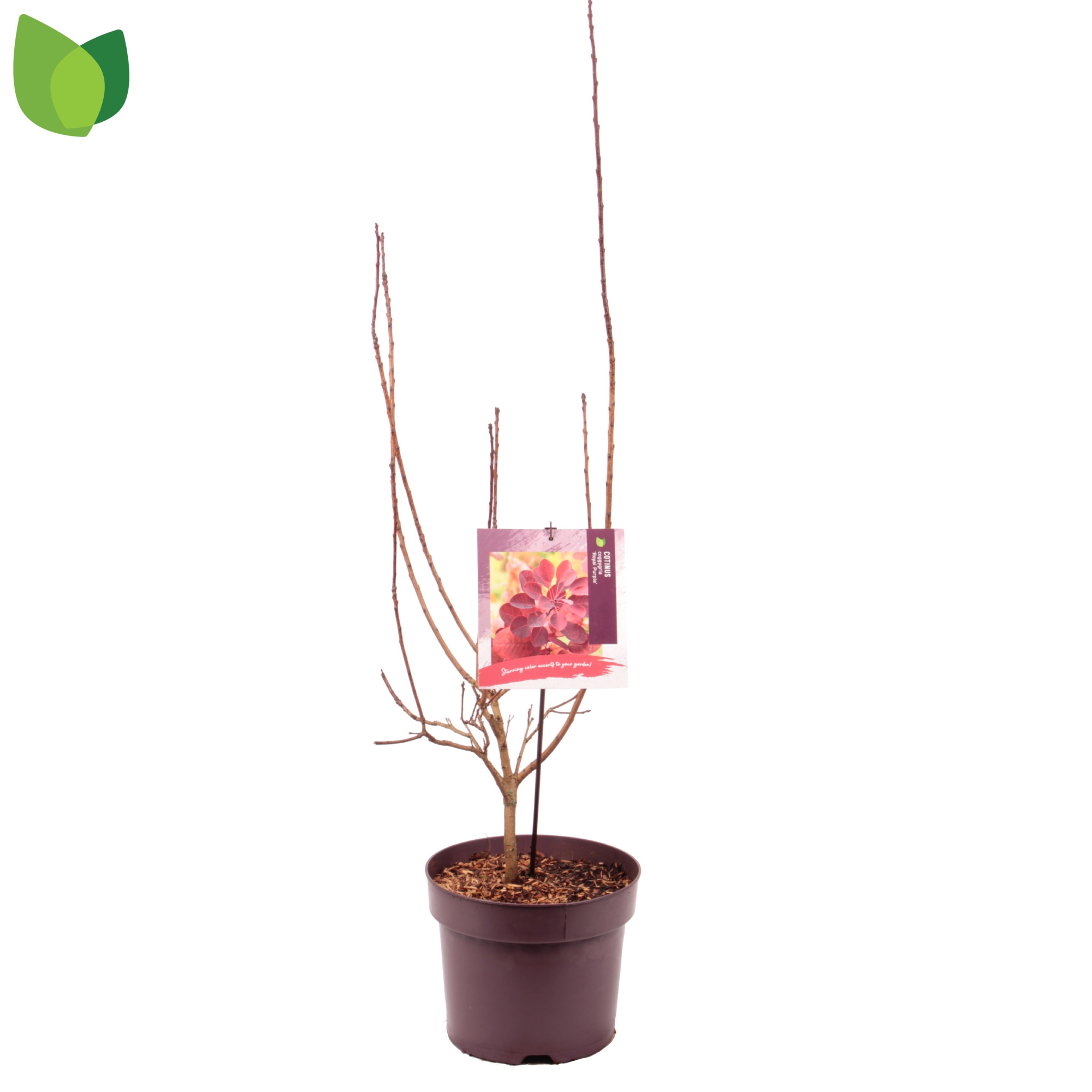 Cotinus coggygria 'Royal Purple' C7,5/P26, D 26