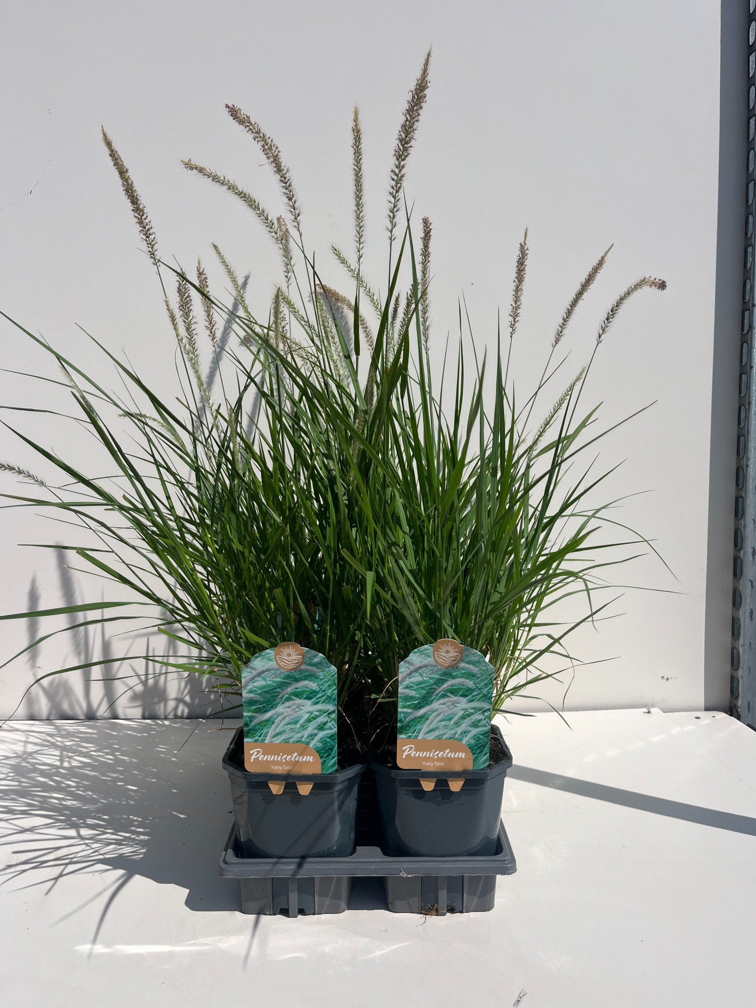 Pennisetum Fairy Tails, D 17 cm