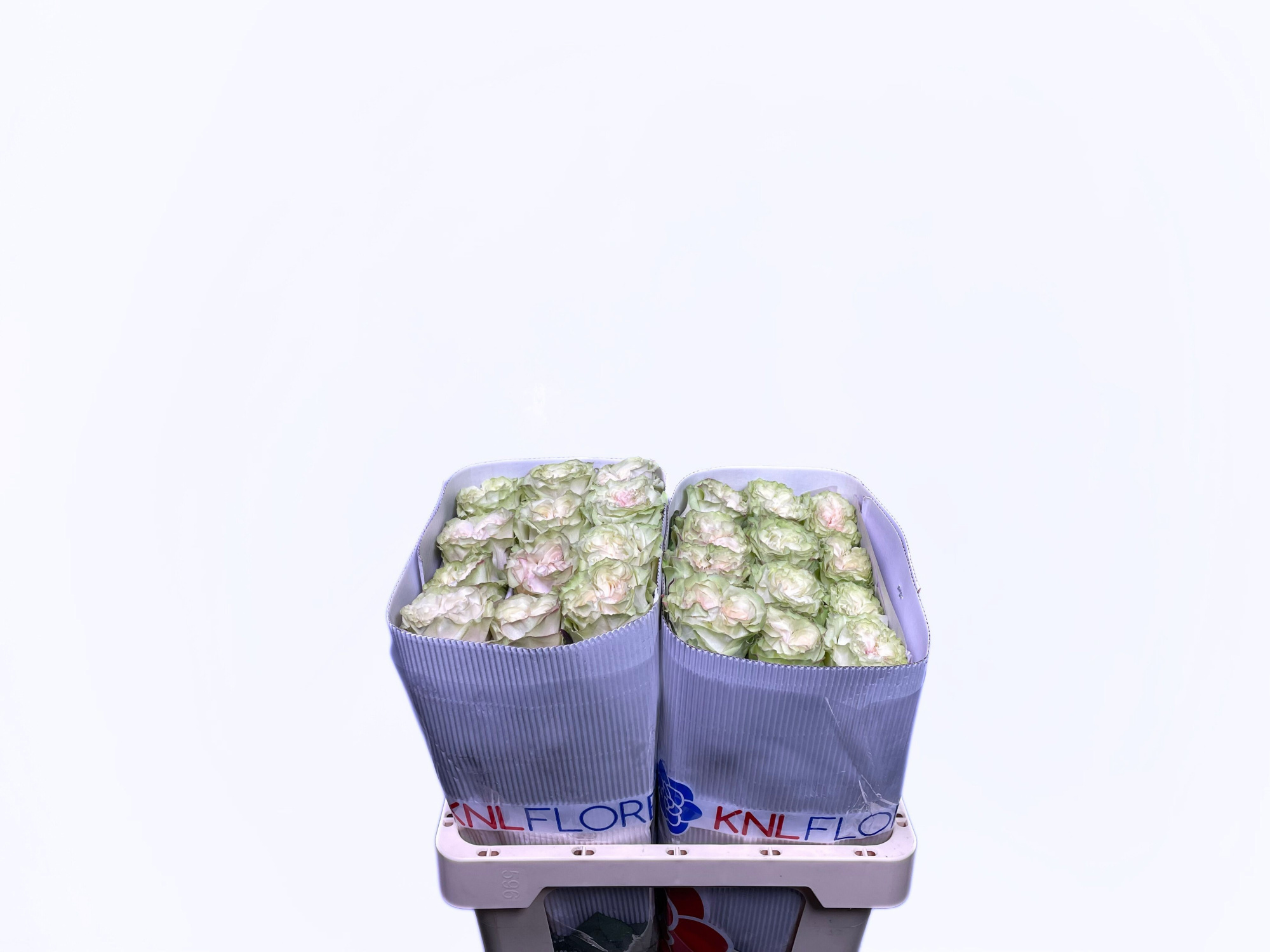 Роза од. Кантри Сикрет 50, шт.