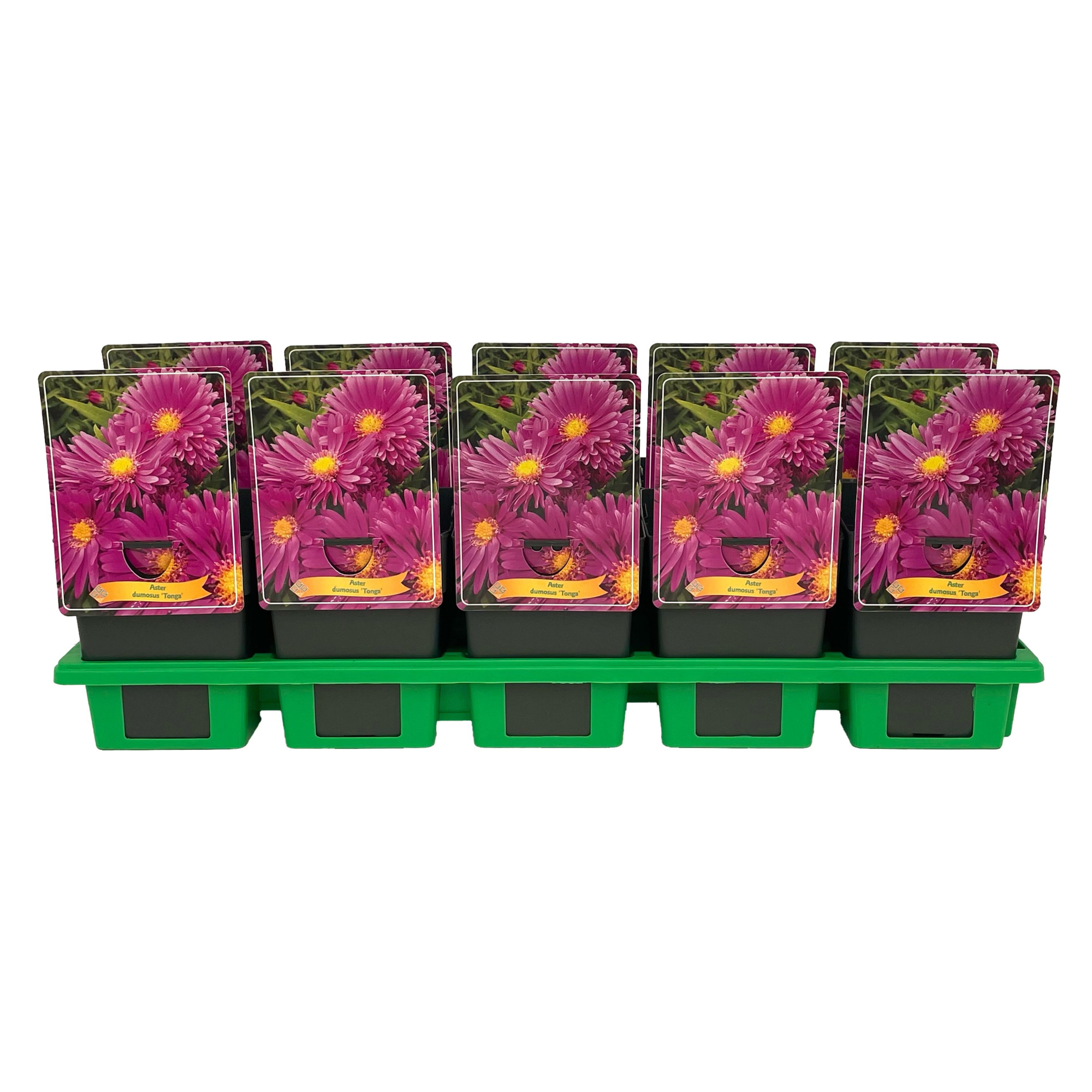 Aster 'Tonga' P11, D 11 cm