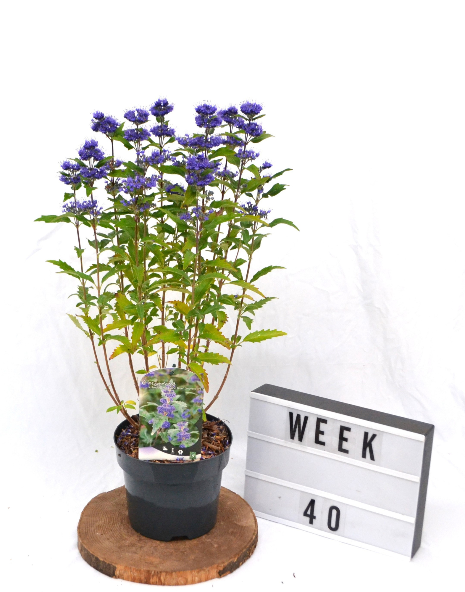 Caryopteris cland. Grand Blue C3 30-40, D 19 cm