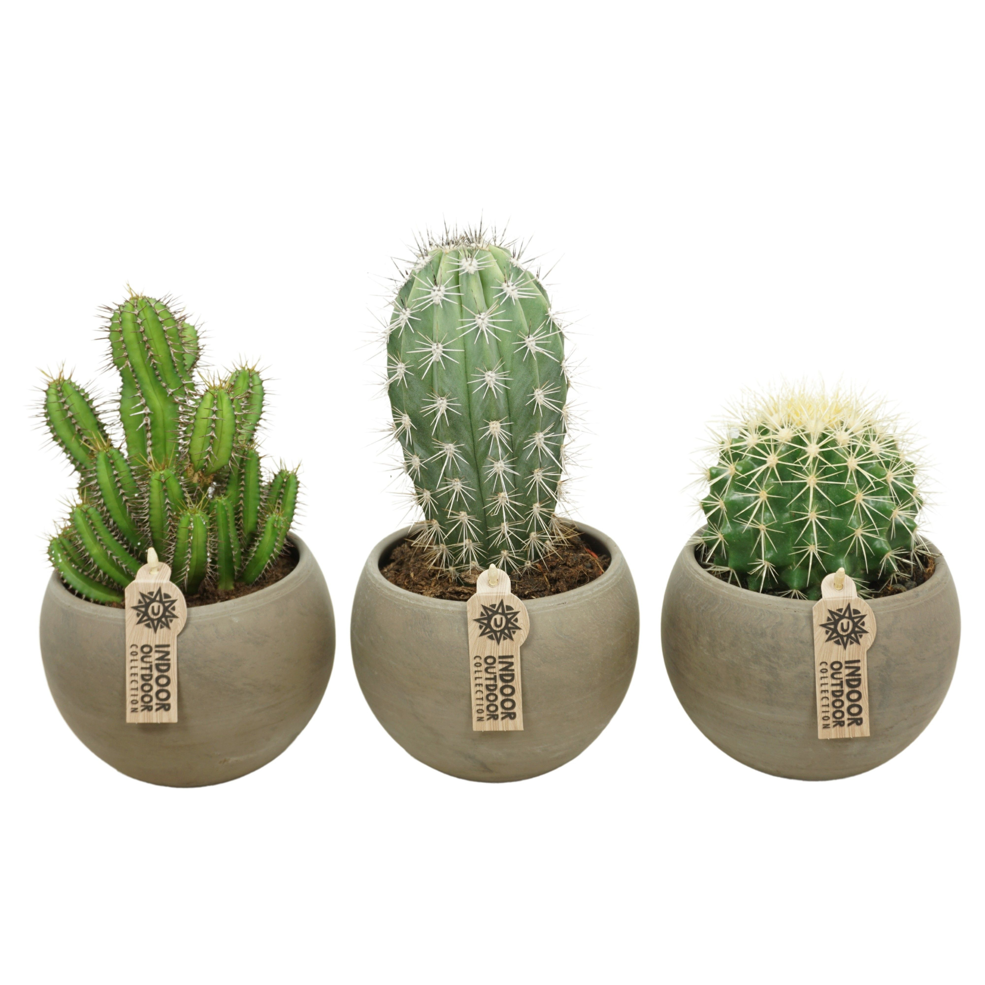 Cactus mix in 17 cm 'Bol Pot', D 13 cm