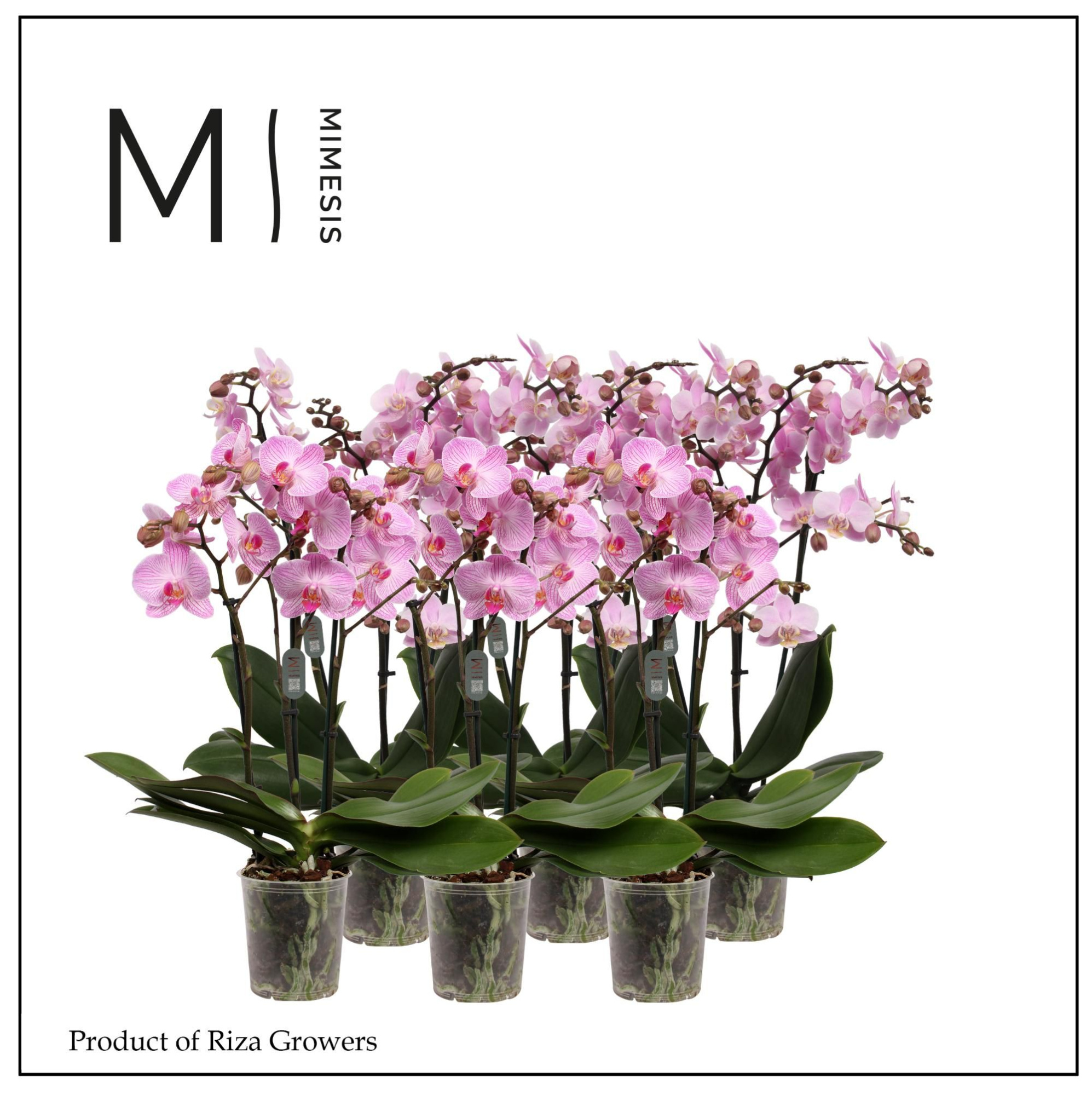 Phalaenopsis Multi Light Pink 3 spike - 12cm | Mimesis, D 12 cm