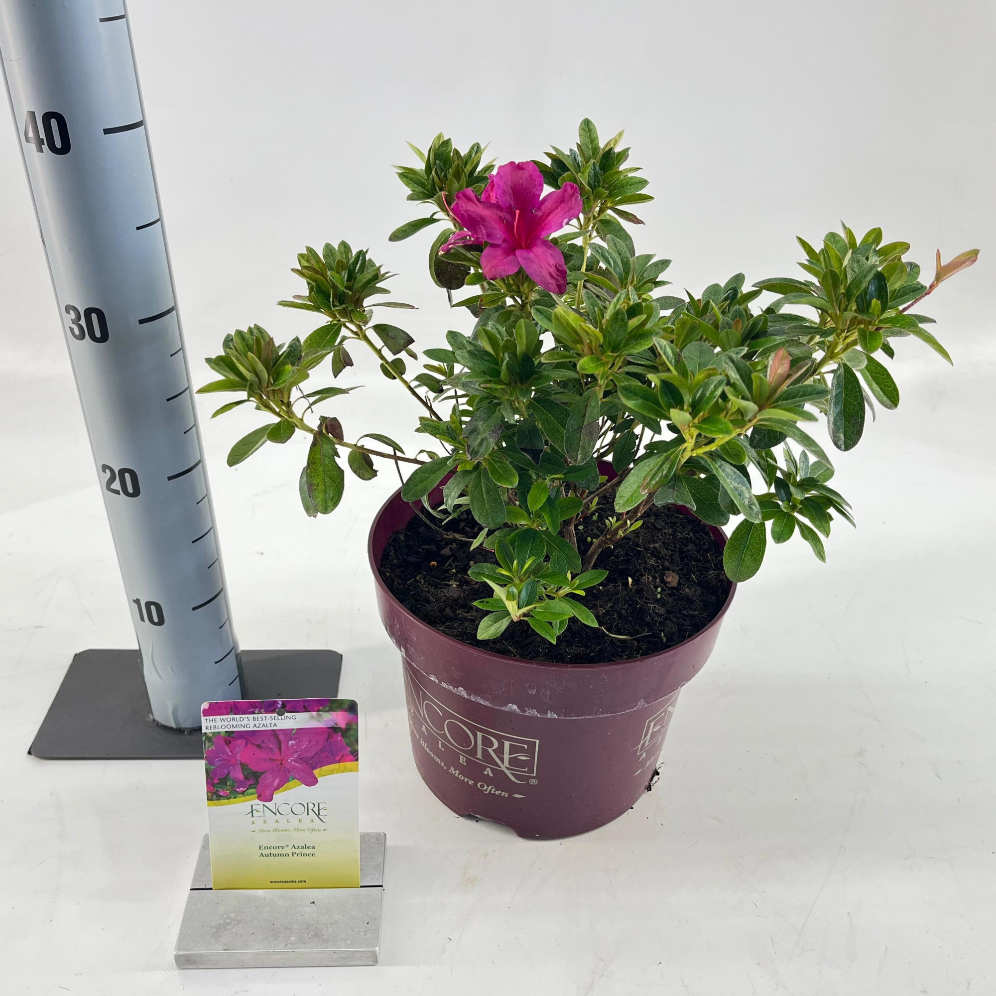 Rhododendron ENCORE® Autumn Prince ('Roblezg'PBR) nieuw, D 23 cm
